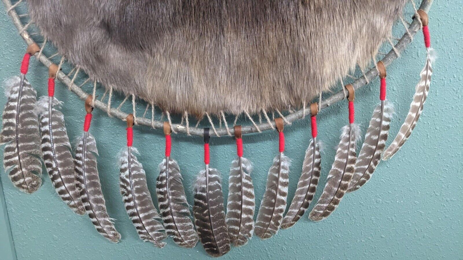 Hooped Beaver Hide, pelt, fur, trapping, hunt, cabin decor, rustic, taxidermy