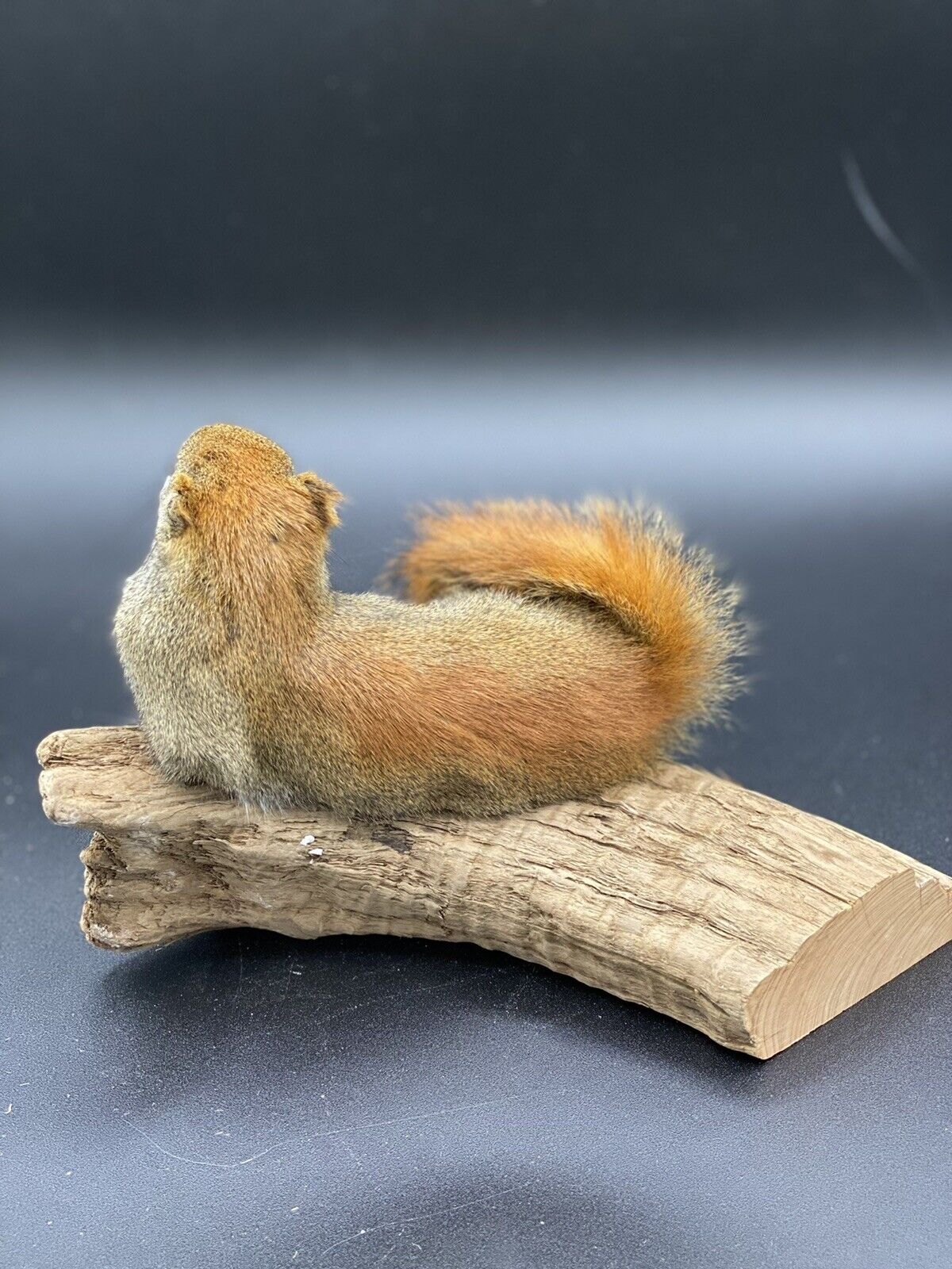 Beautiful Adorable Red Squirrel Small Animal Taxidermy Mount Art Wildlife