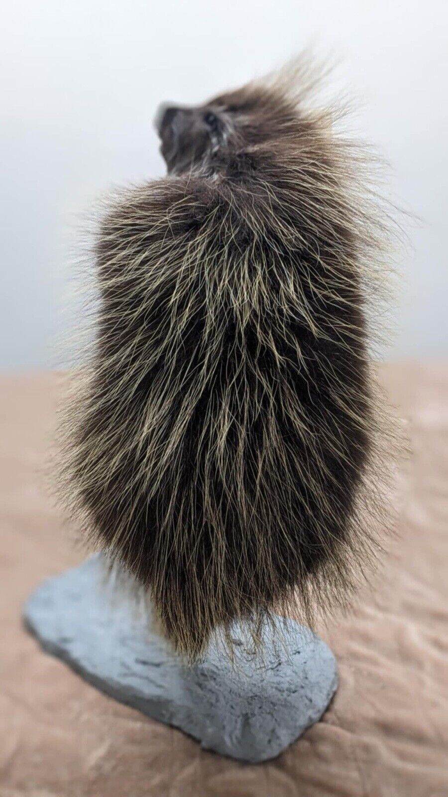 Beautiful Montana Prime Winter Baby Porcupine Taxidermy Mount - PATMONT1