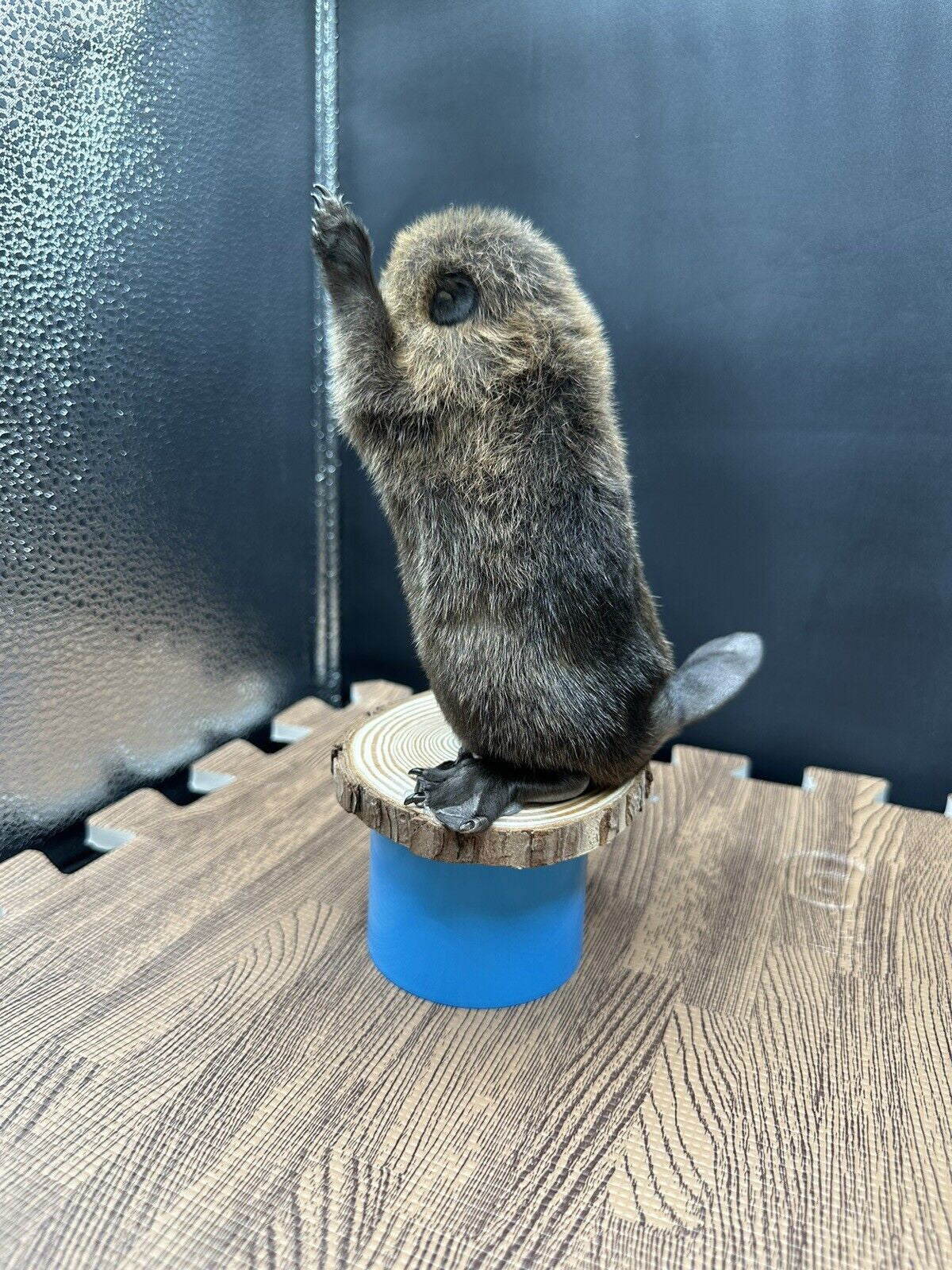 Beautiful Adorable Baby Beaver Kit Taxidermy Mount Art Wildlife 34B