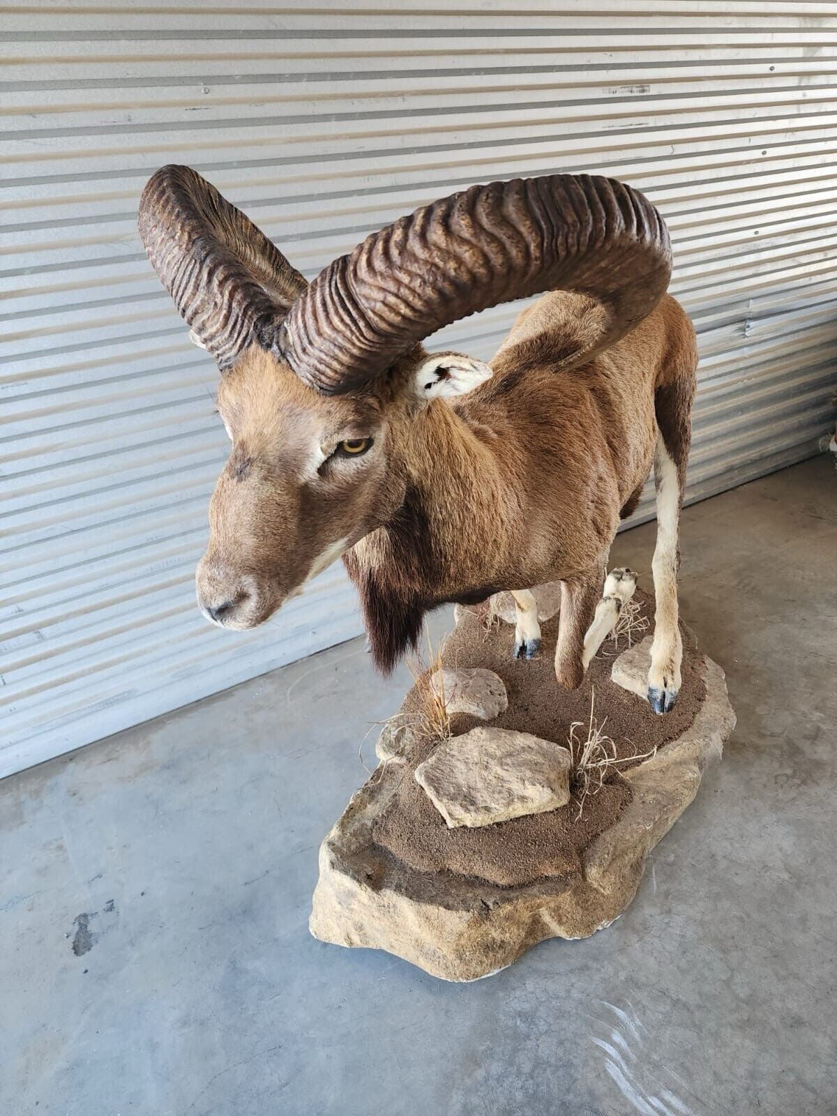 FH138-Red Sheep Full Body Taxidermy Mount Beautiful Running Pose