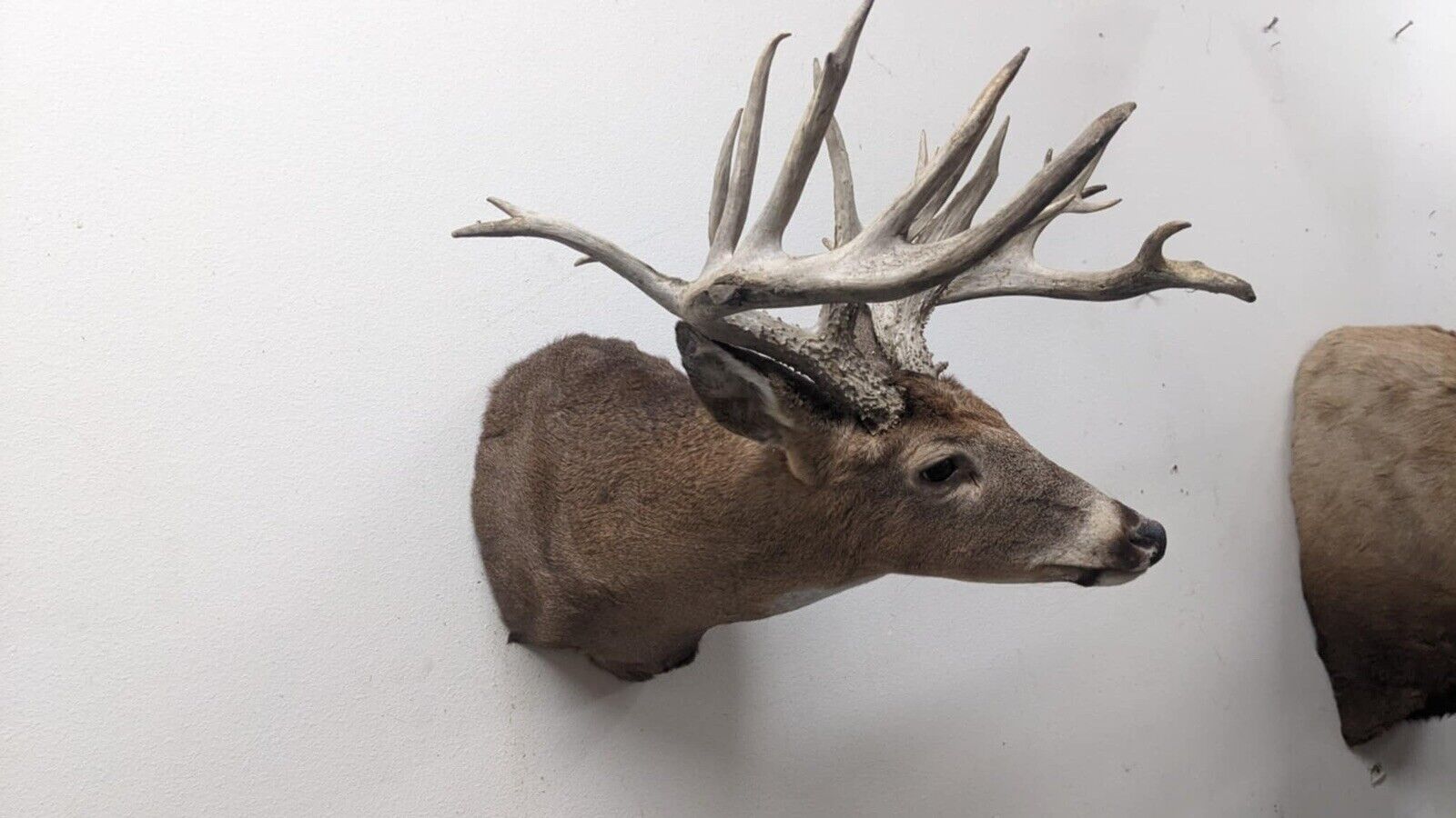 Whitetail Deer Real Antler Deer Taxidermy Mount Beautiful Antlers