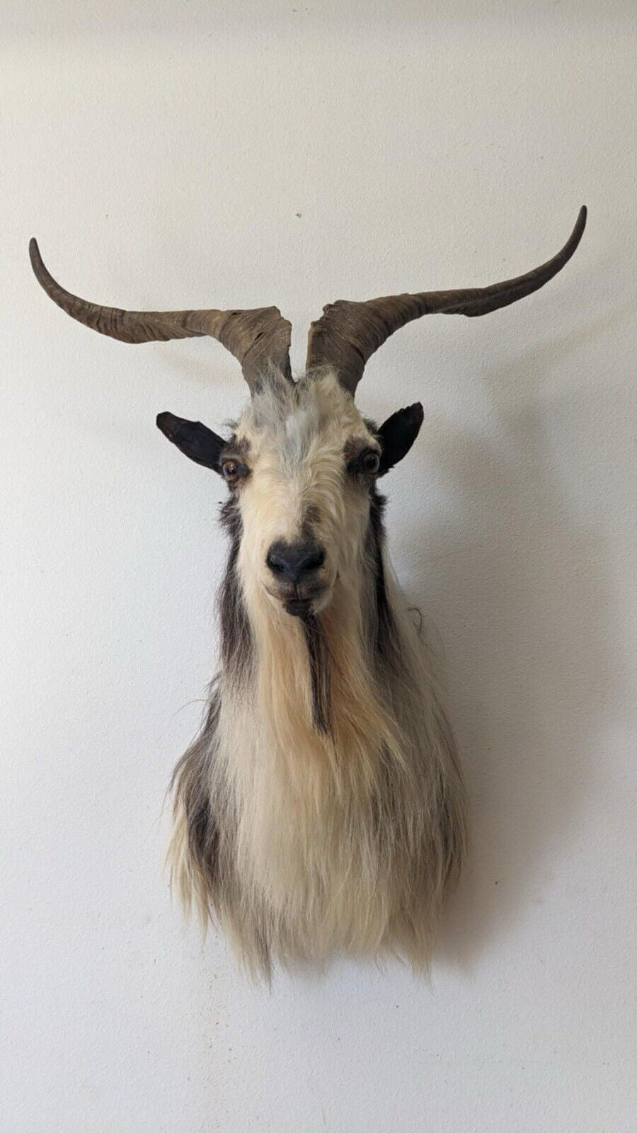 Real Beautiful Spanish Goat Taxidermy Mount