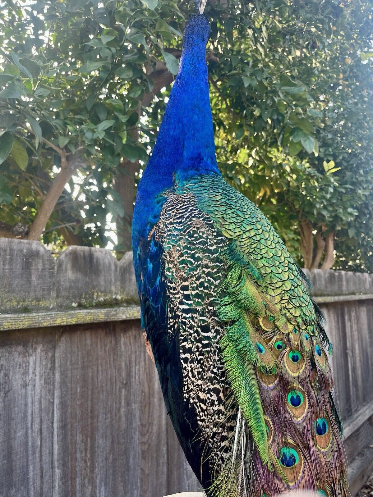 India Blue Real PEACOCK Taxidermy Mount museum quality