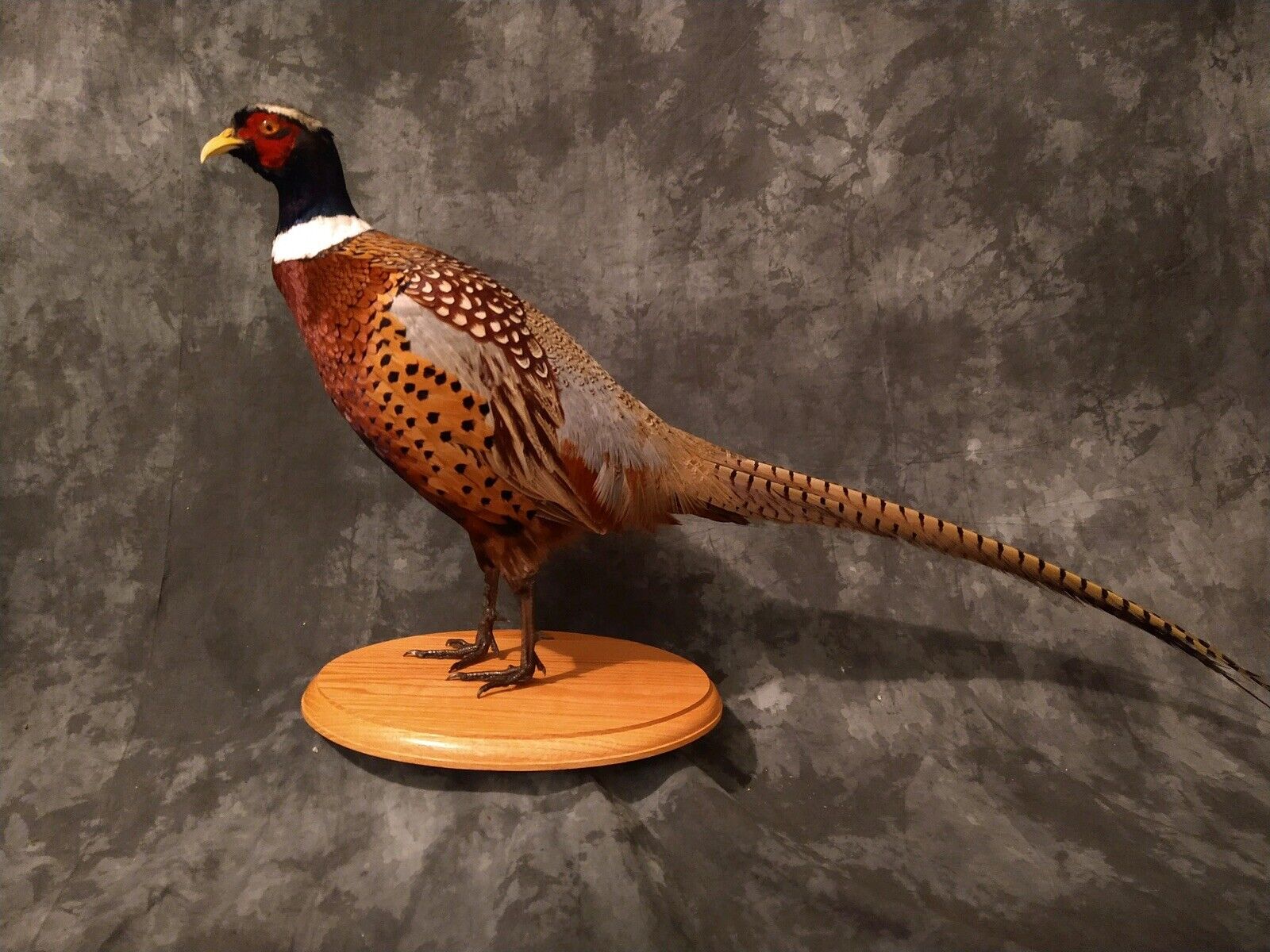 RINGNECK PHEASANT ROOSTER - museum quality - MOUNT - TAXIDERMY