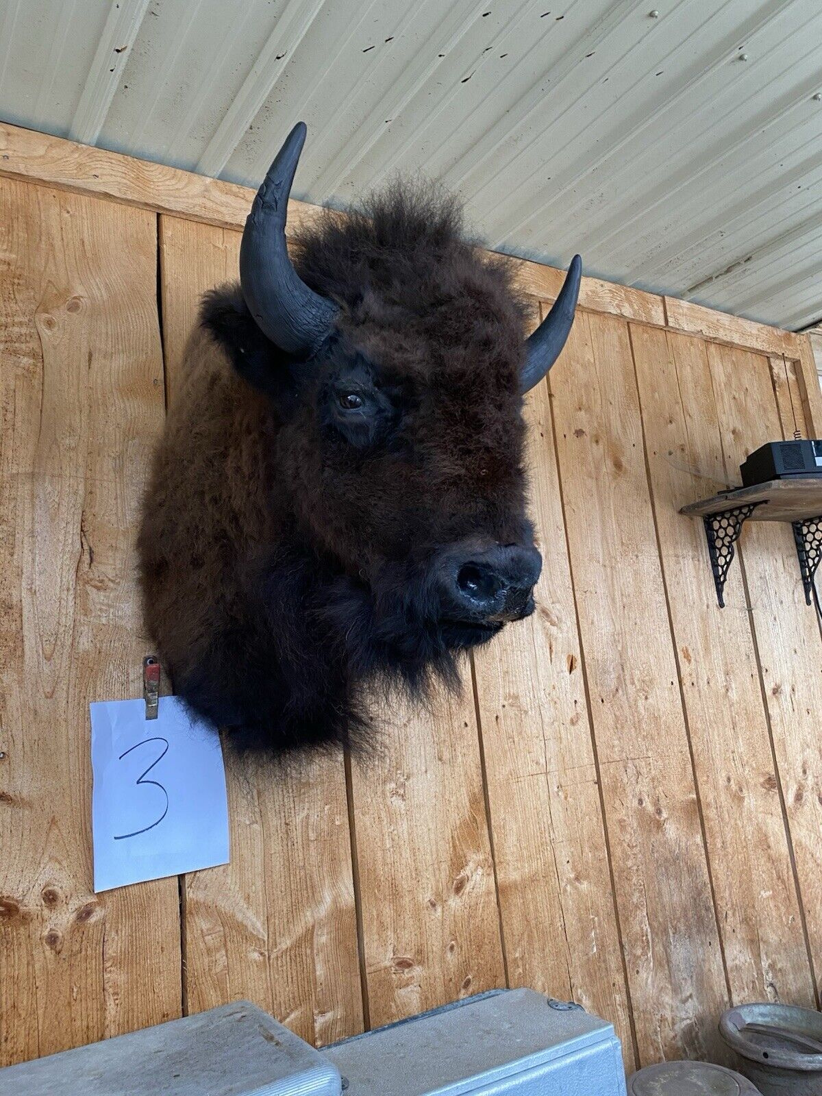 Real Bull Buffalo / Bison Shoulder Taxidermy Mount (you Get Exact One Pictured)