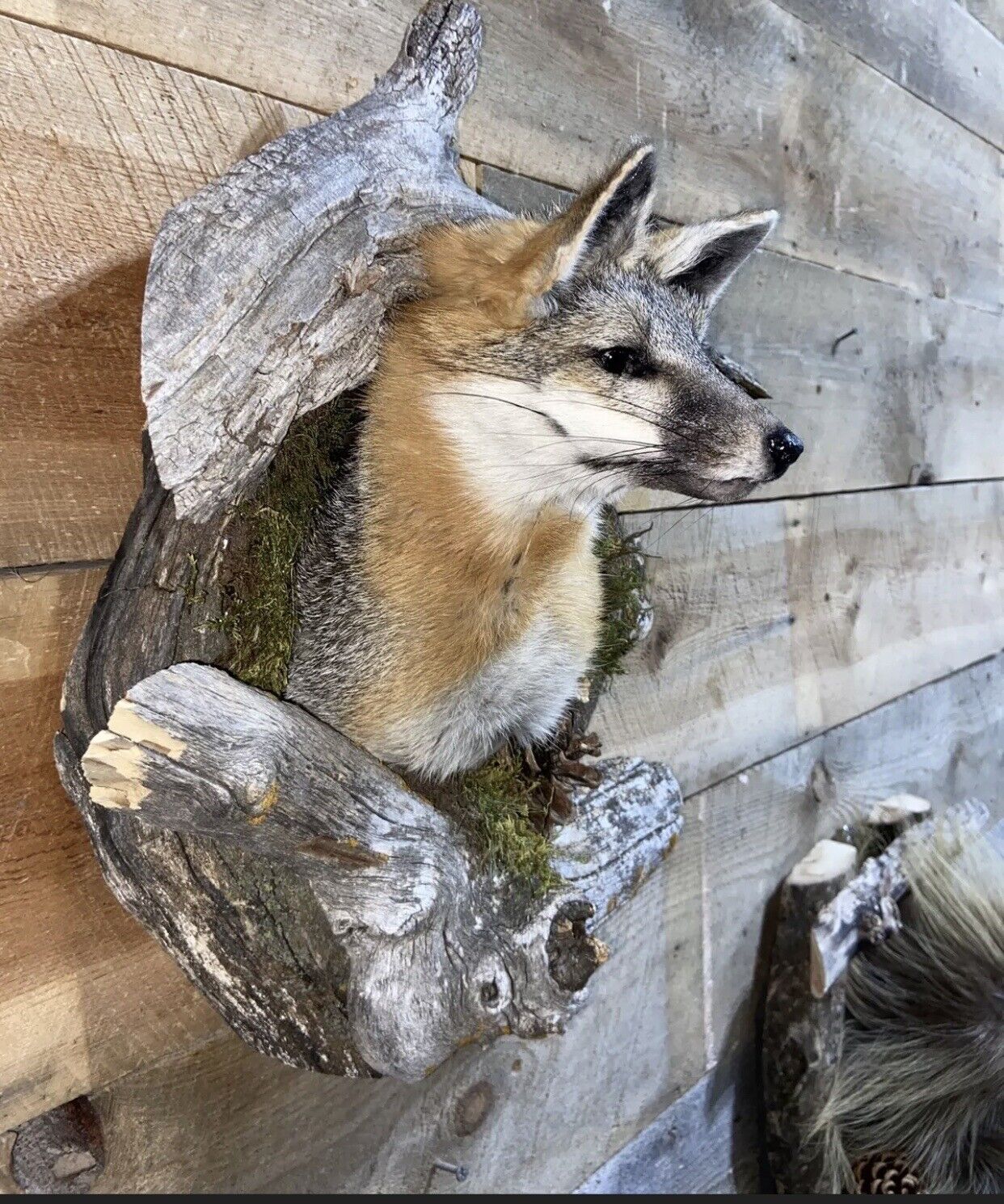 Beautiful Grey Fox Taxidermy Wall Mount In Den