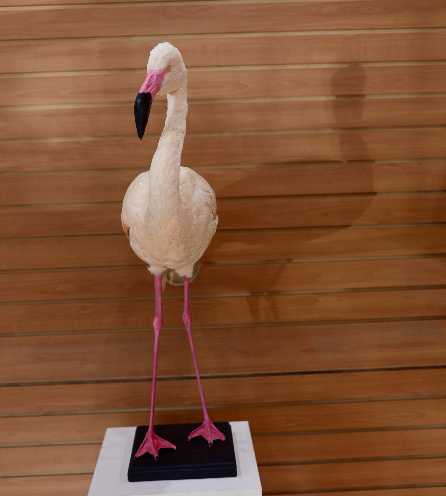 FH114-Flamingo Museum quality Chilean flamingo Taxidermy mount