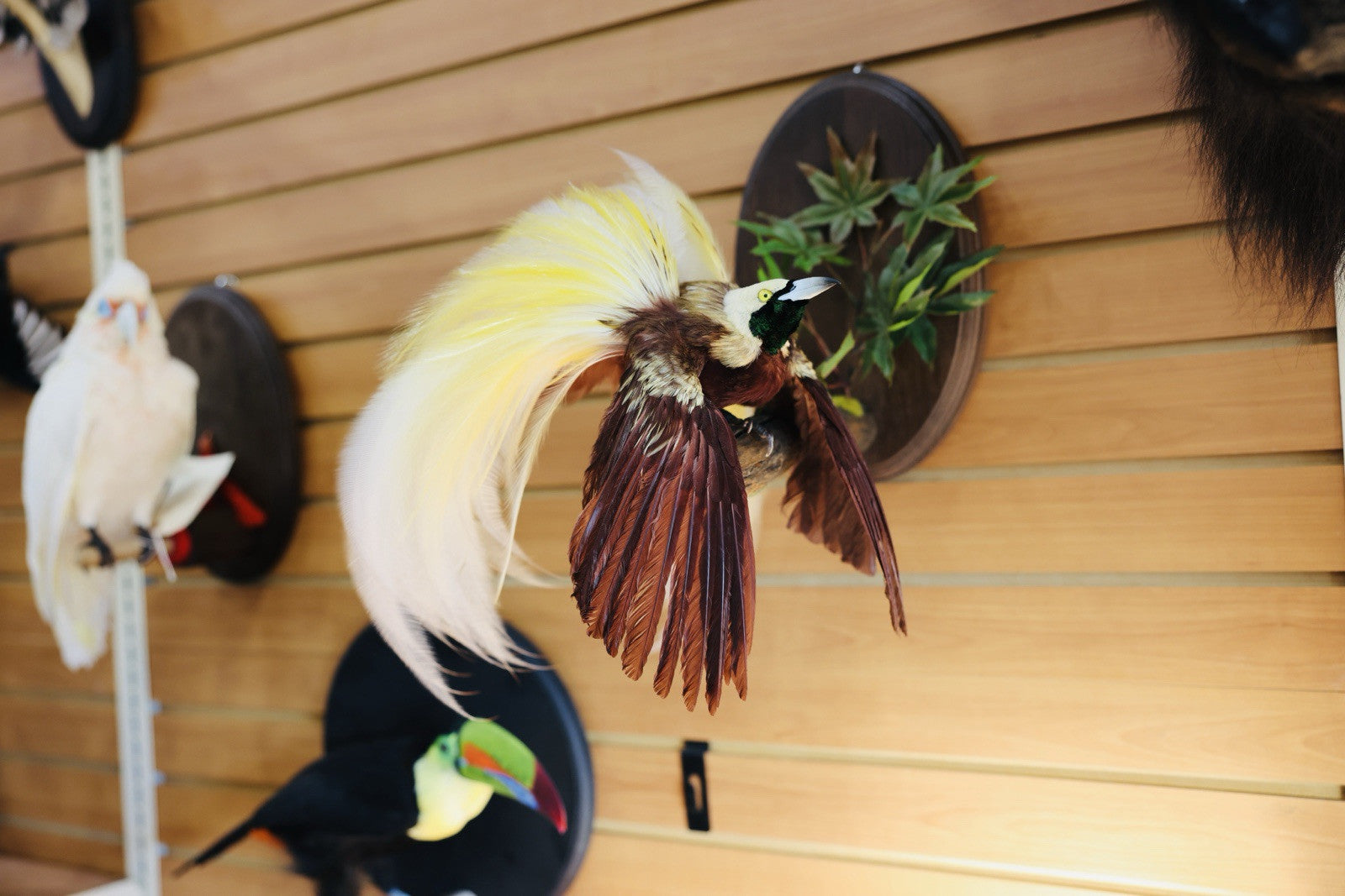 FH152-Museum Quality BIRD OF PARADISE Taxidermy Mount