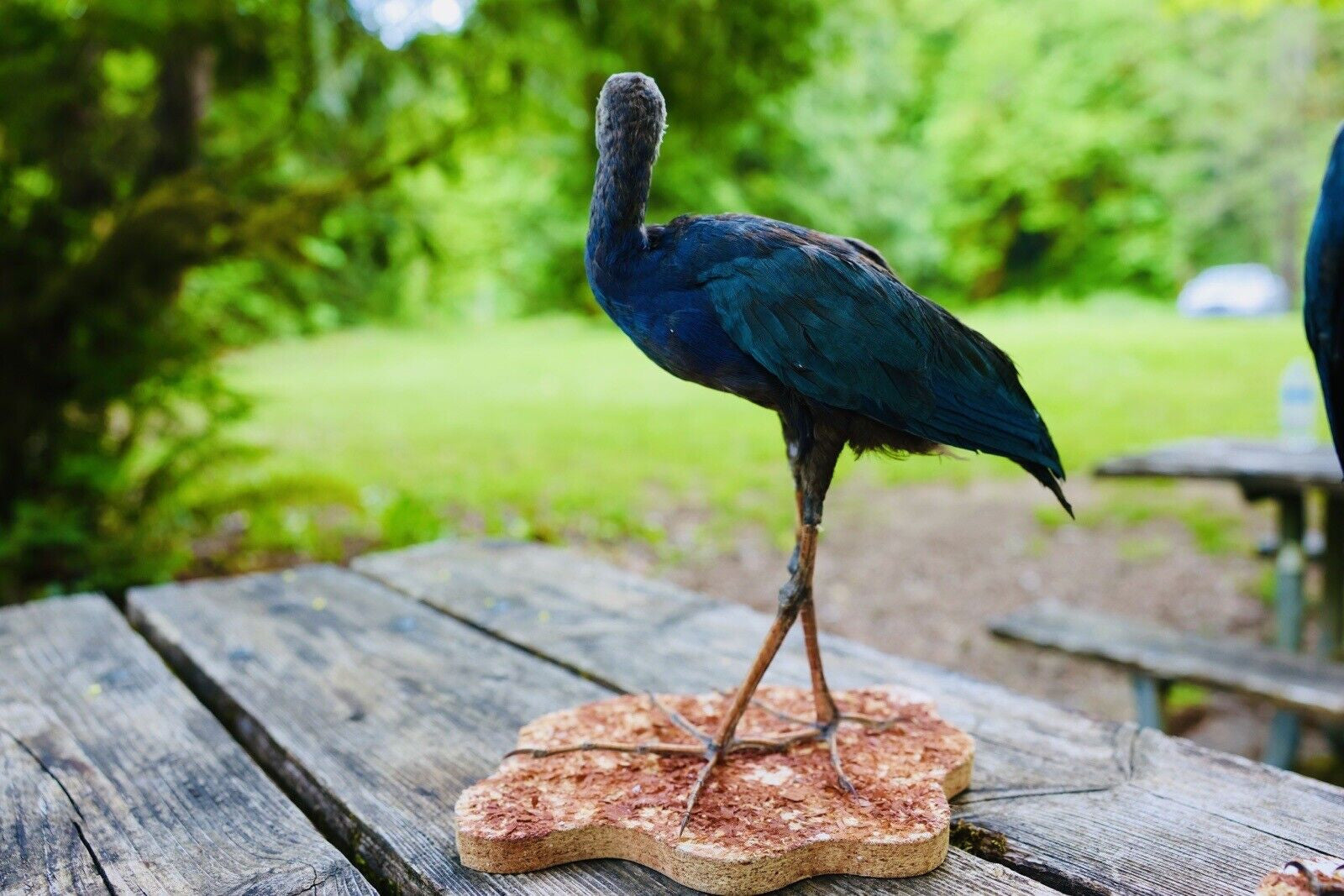 HA47 Grey Headed Swamphen (Porphyrio Poliocephalus) Bird Mount Taxidermy