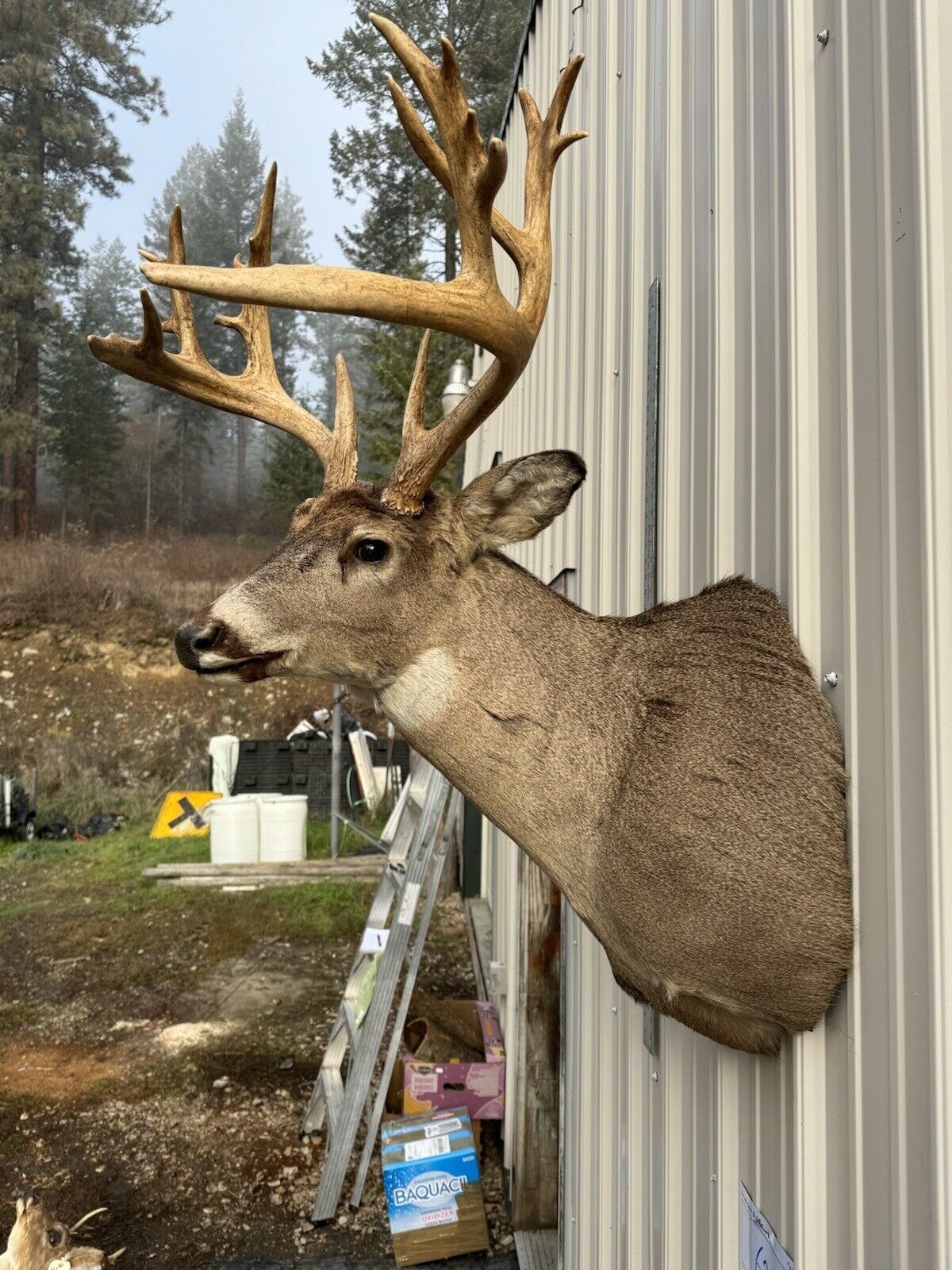 Whitetail Deer Real Antler Deer Taxidermy Mount