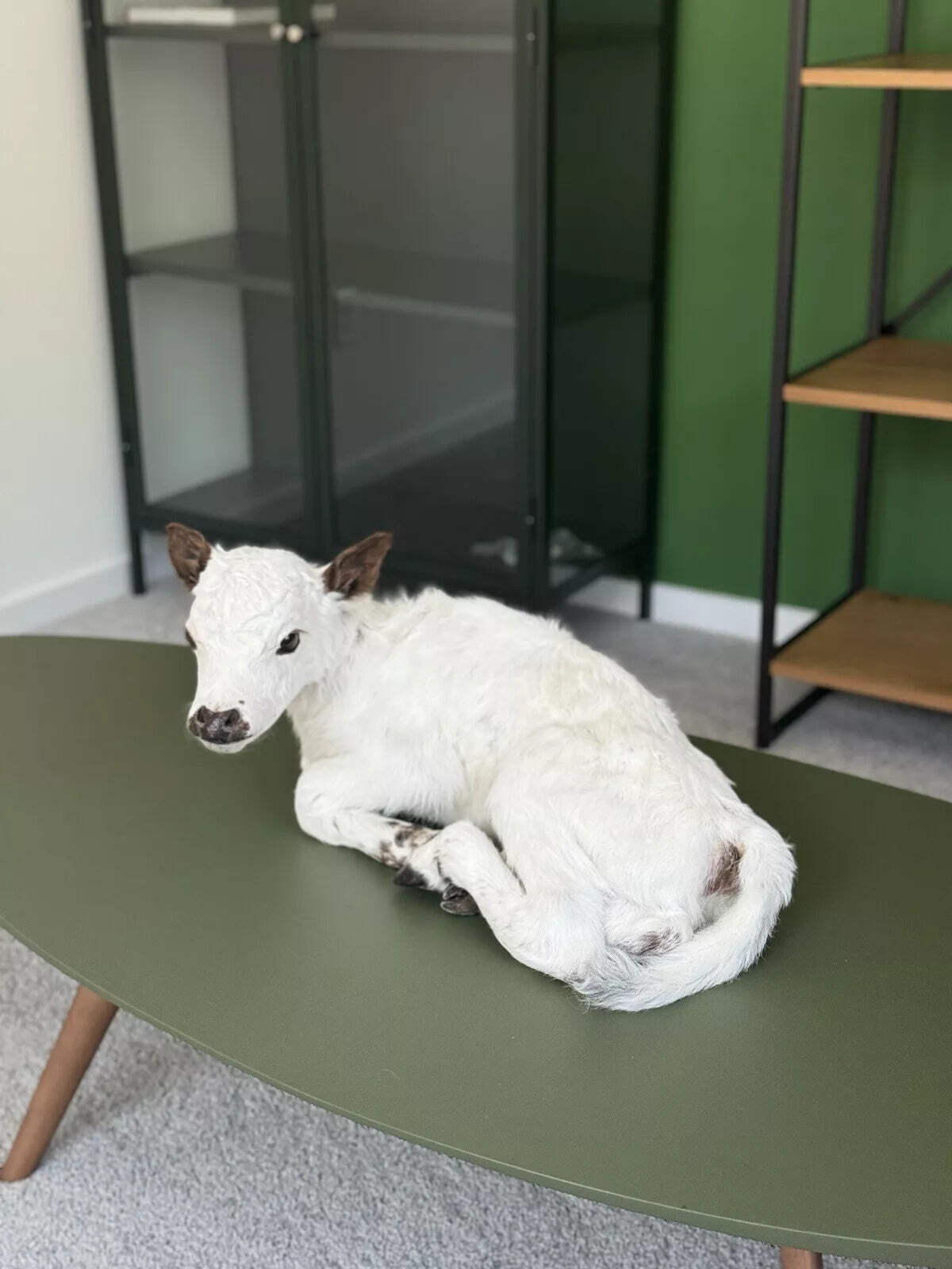 FHCOW1 - Baby British White Beef Calf Full Body Taxidermy Mount