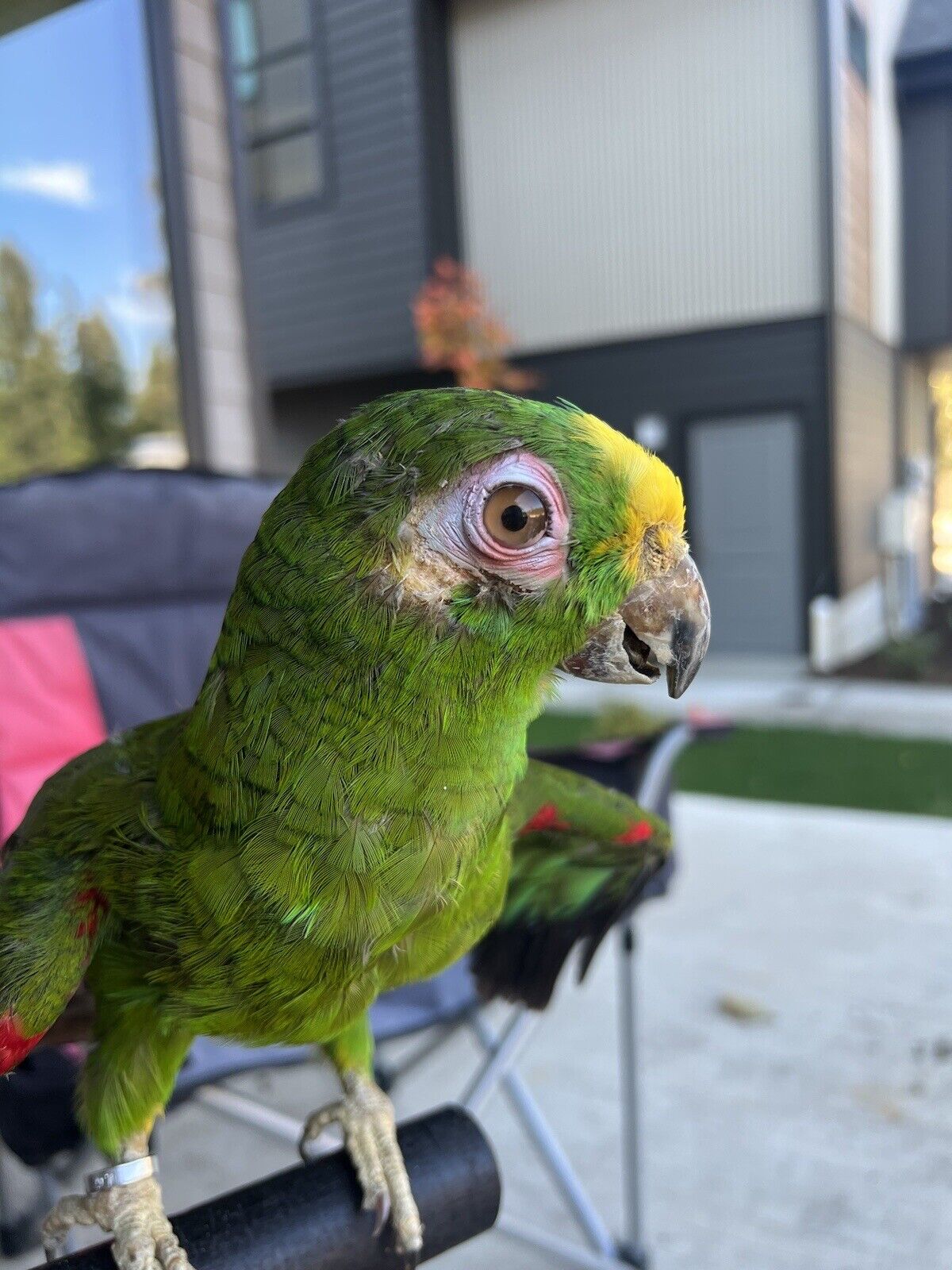 yellow crowned amazon Parrot Taxidermy Mount