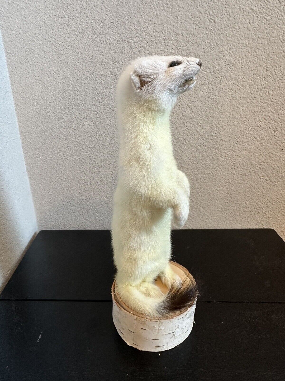 Beautiful Adorable Weasel Ermine Small Animal Taxidermy Mount Art Wildlife