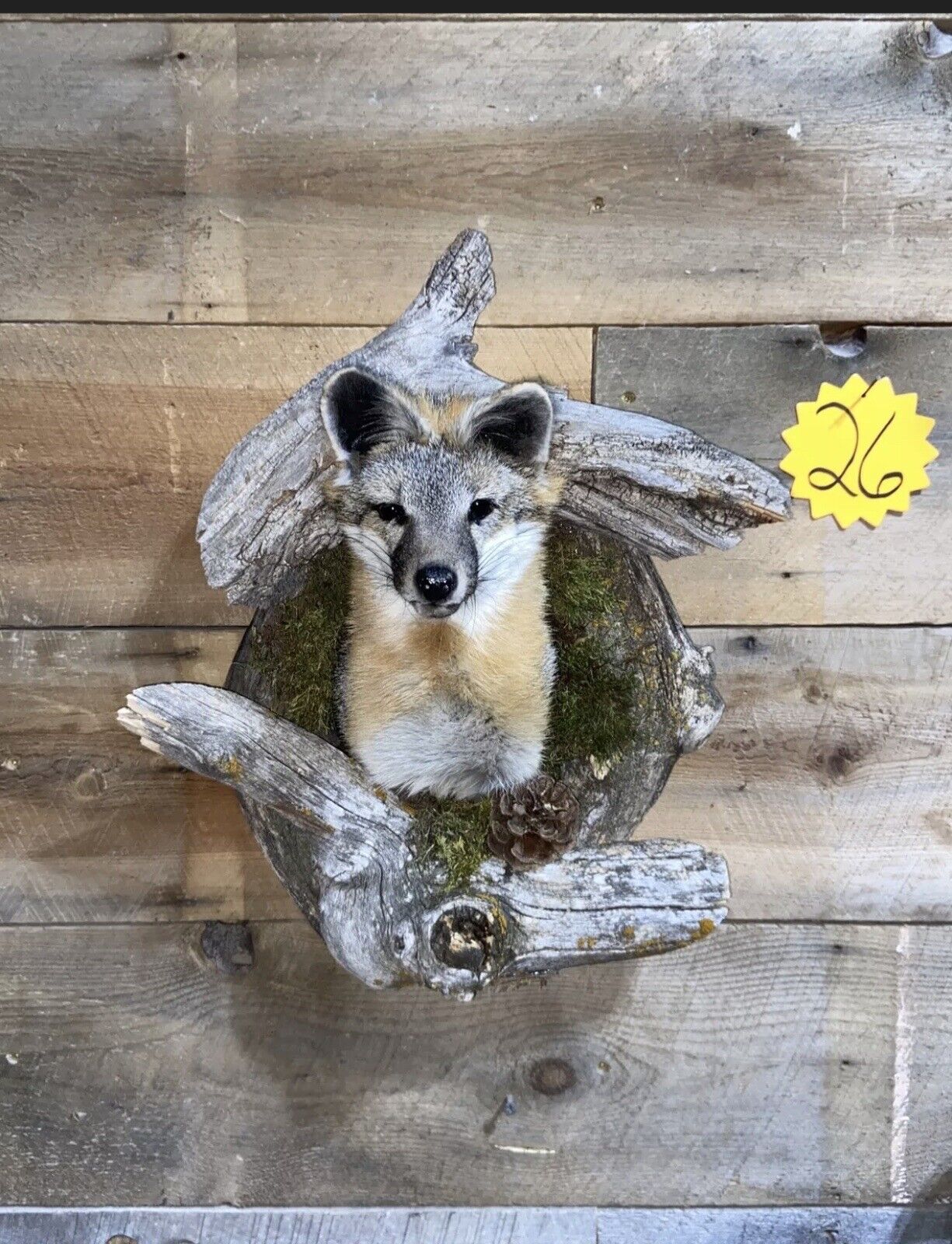 Beautiful Grey Fox Taxidermy Wall Mount In Den