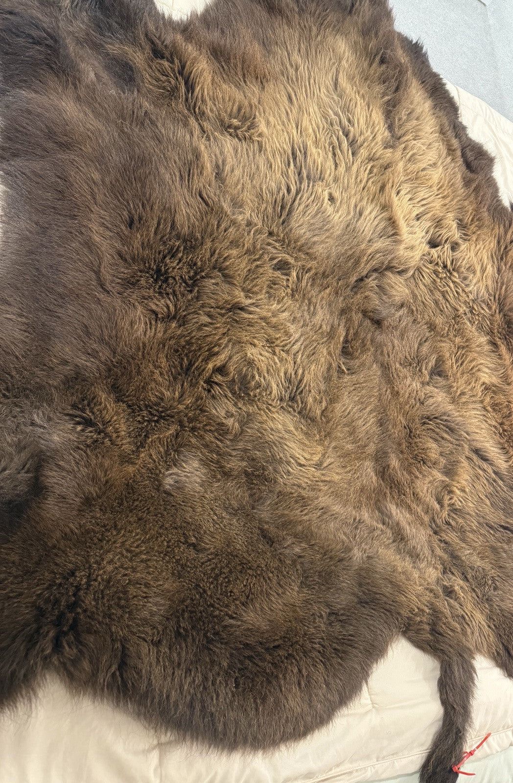 Prime Real Buffalo / Bison Fresh Taxidermy Rug Hide-buff20