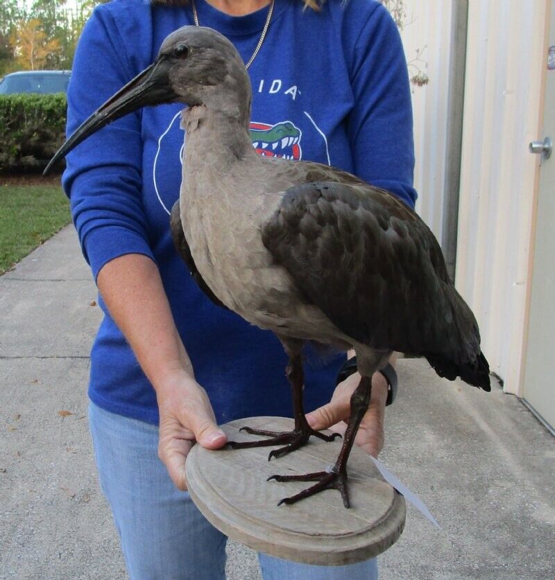 FH191-Real Hadada Ibis (Bostrychia hagedash) full mount with base 15 inches tall