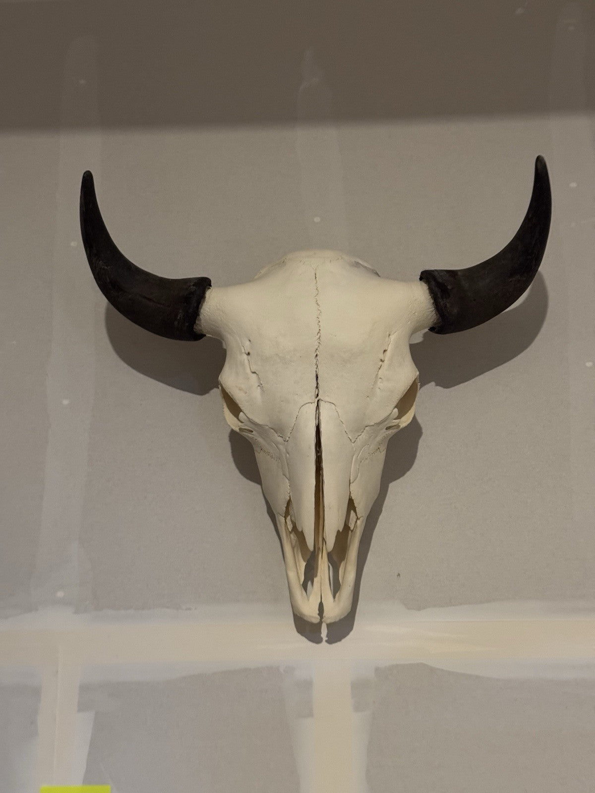 TAXIDERMY Massive Bison Buffalo Skull Real Horns Taxidermy Mount