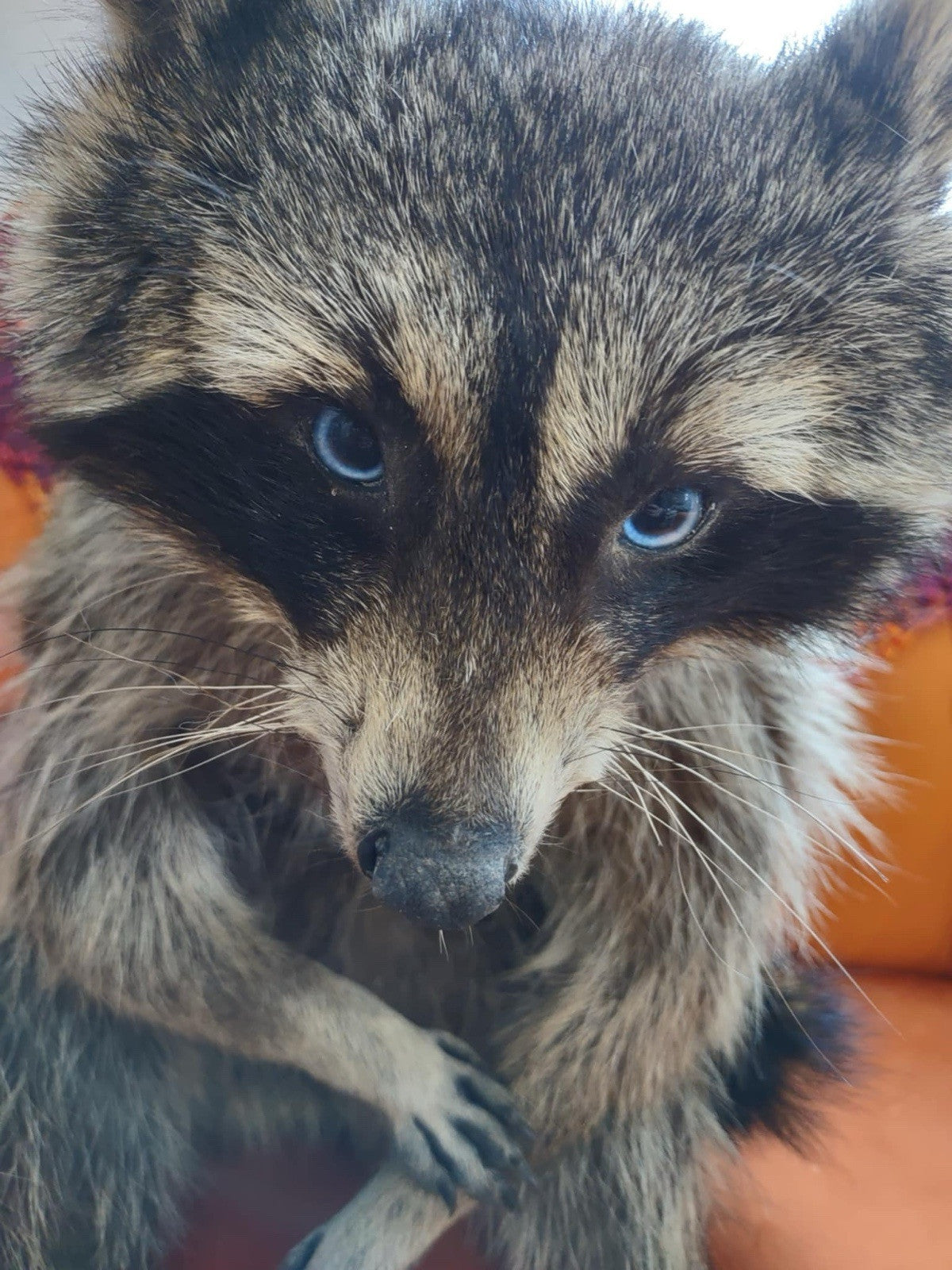 Cute Raccoon Taxidermy Mount