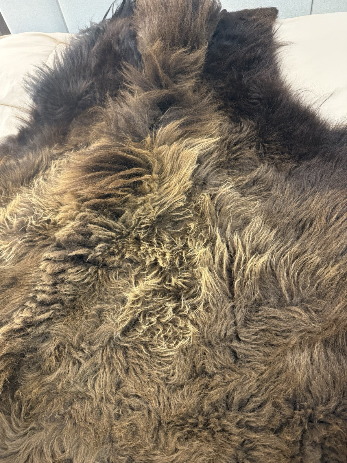 Prime Real Buffalo / Bison Fresh Taxidermy Rug Hide-buff10
