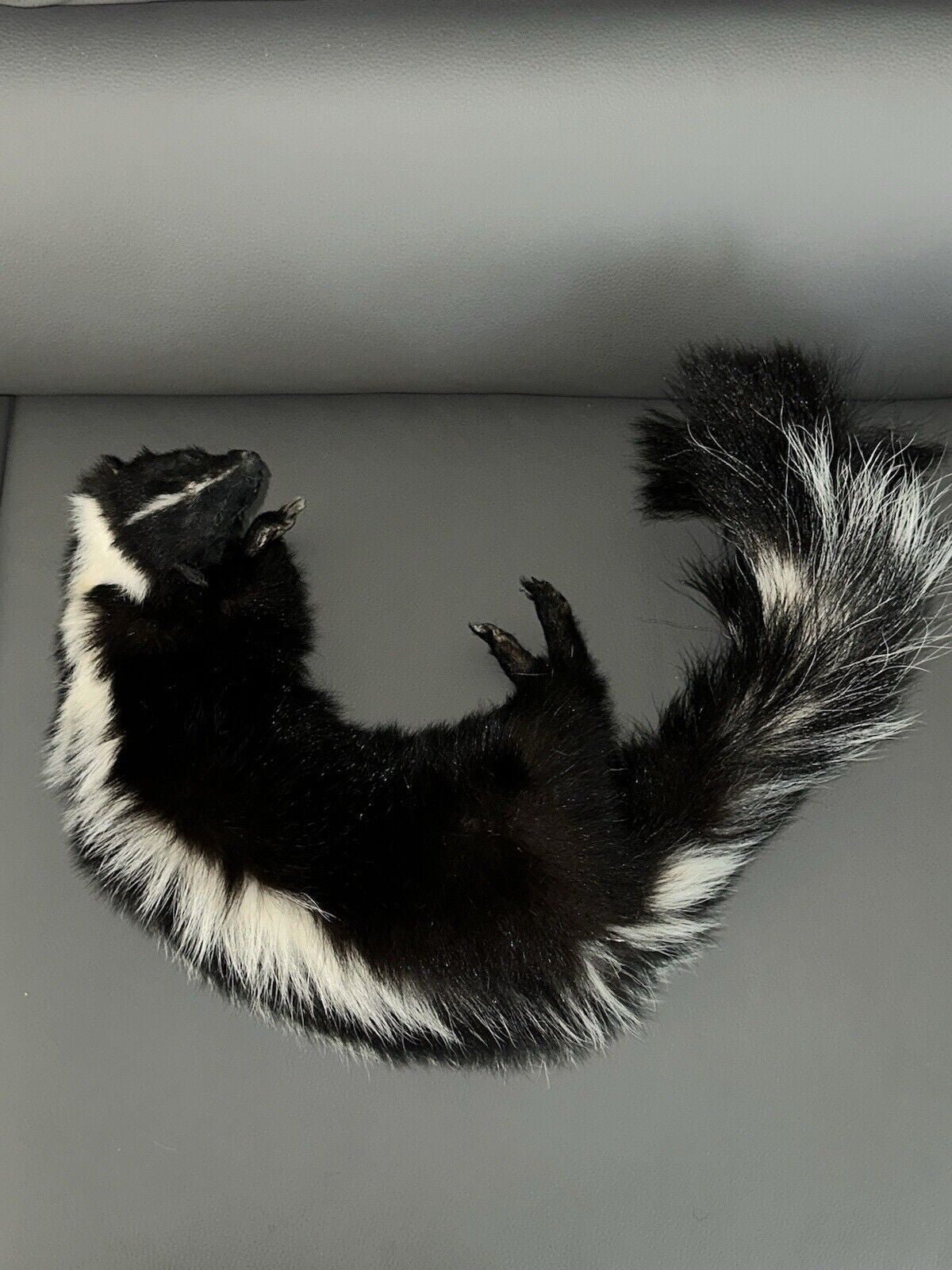Large Prime Skunk Taxidermy Mount