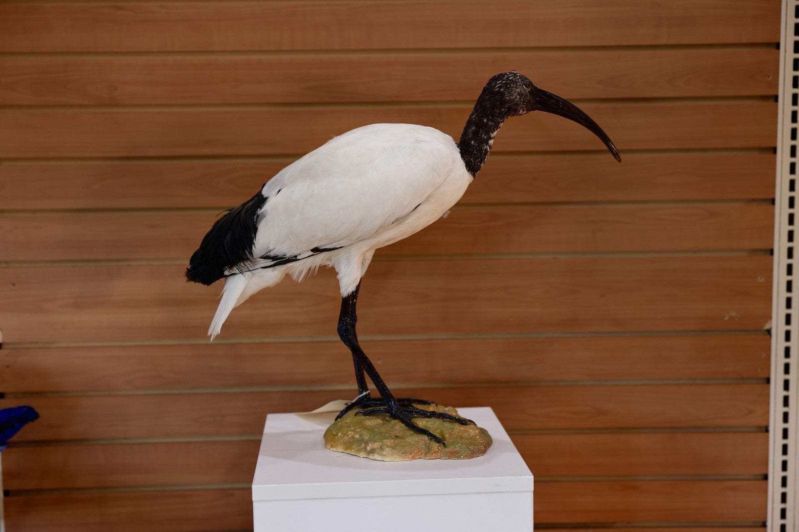 FH106-Museum Quality African Sacred Ibis Taxidermy Mount