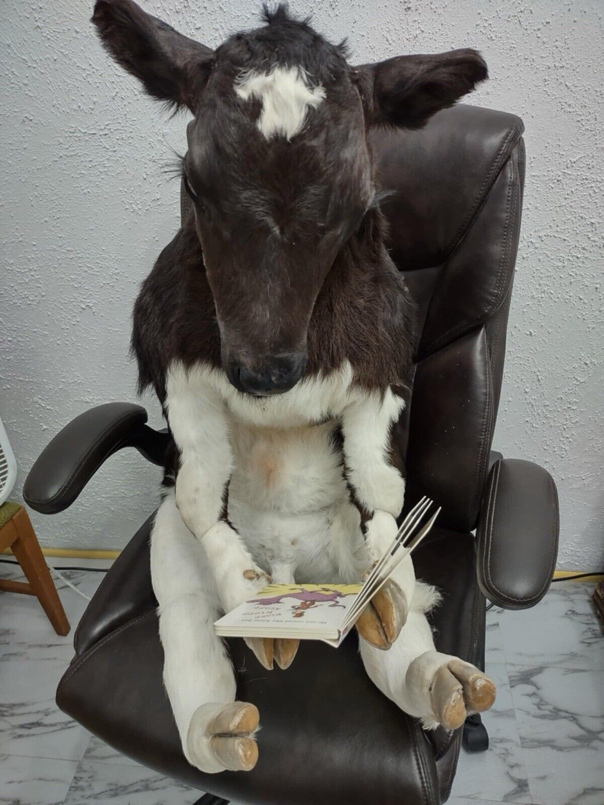 FH142-Baby Calf Taxidermy Mount