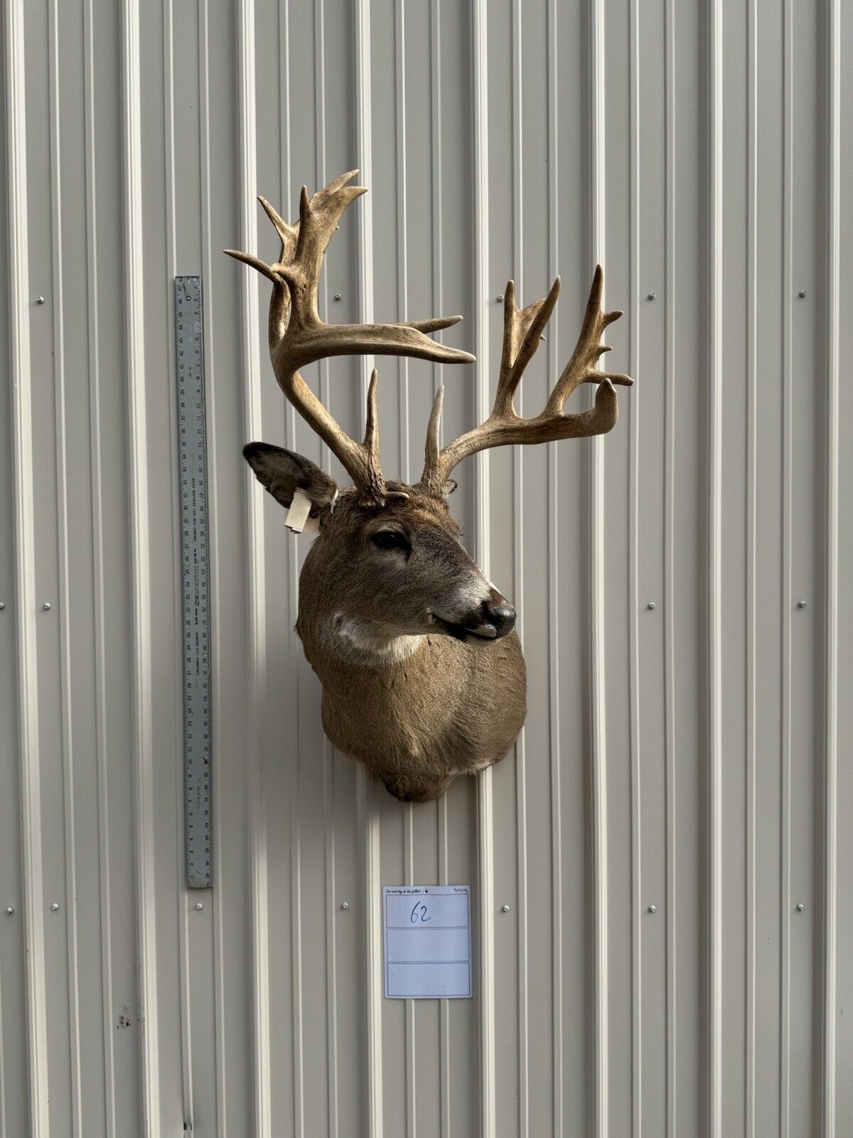 Whitetail Deer Real Antler Deer Taxidermy Mount
