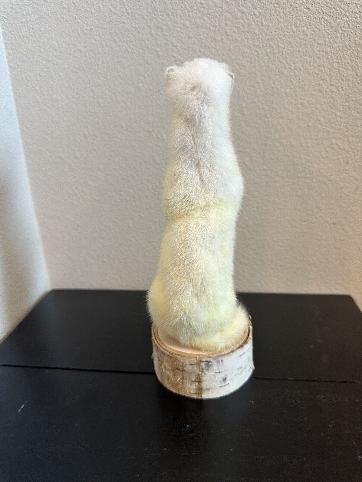 Beautiful Adorable Weasel Ermine Small Animal Taxidermy Mount Art Wildlife