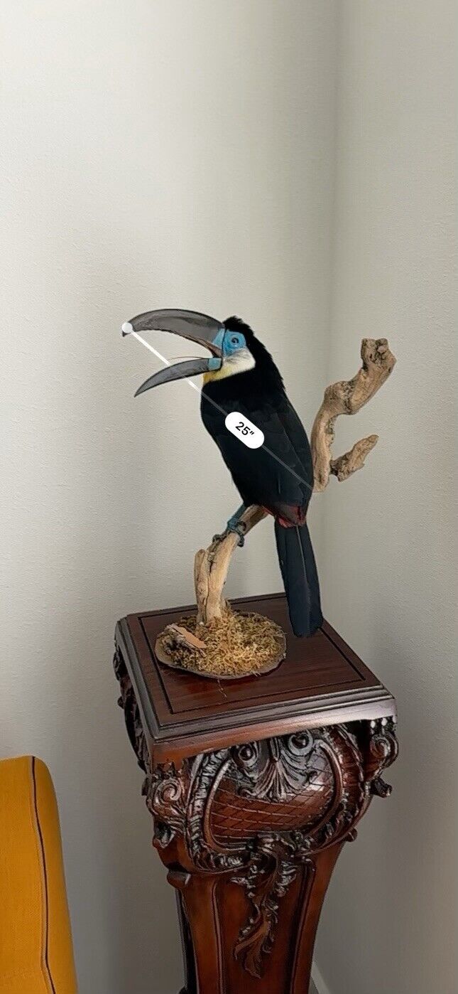 Museum Quality channel-billed toucan (Ramphastos vitellinus) Toc2