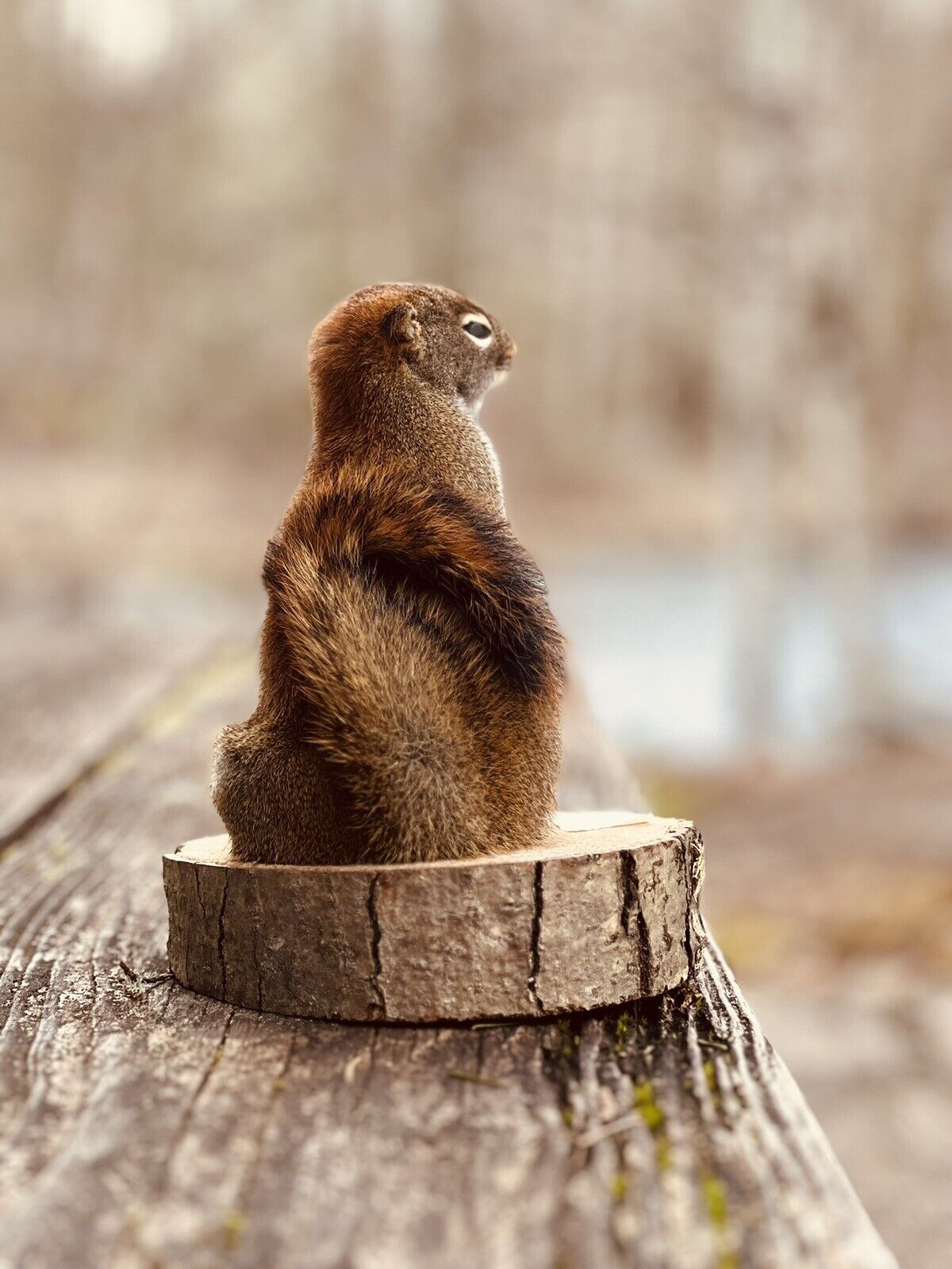 Beautiful Adorable Red Squirrel Small Animal Taxidermy Mount Art Wildlife