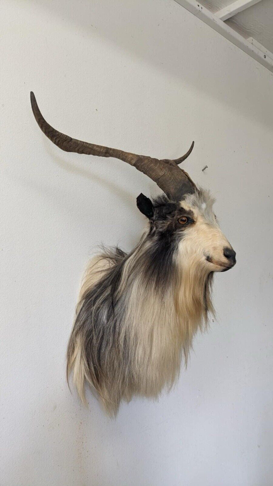 Real Beautiful Spanish Goat Taxidermy Mount