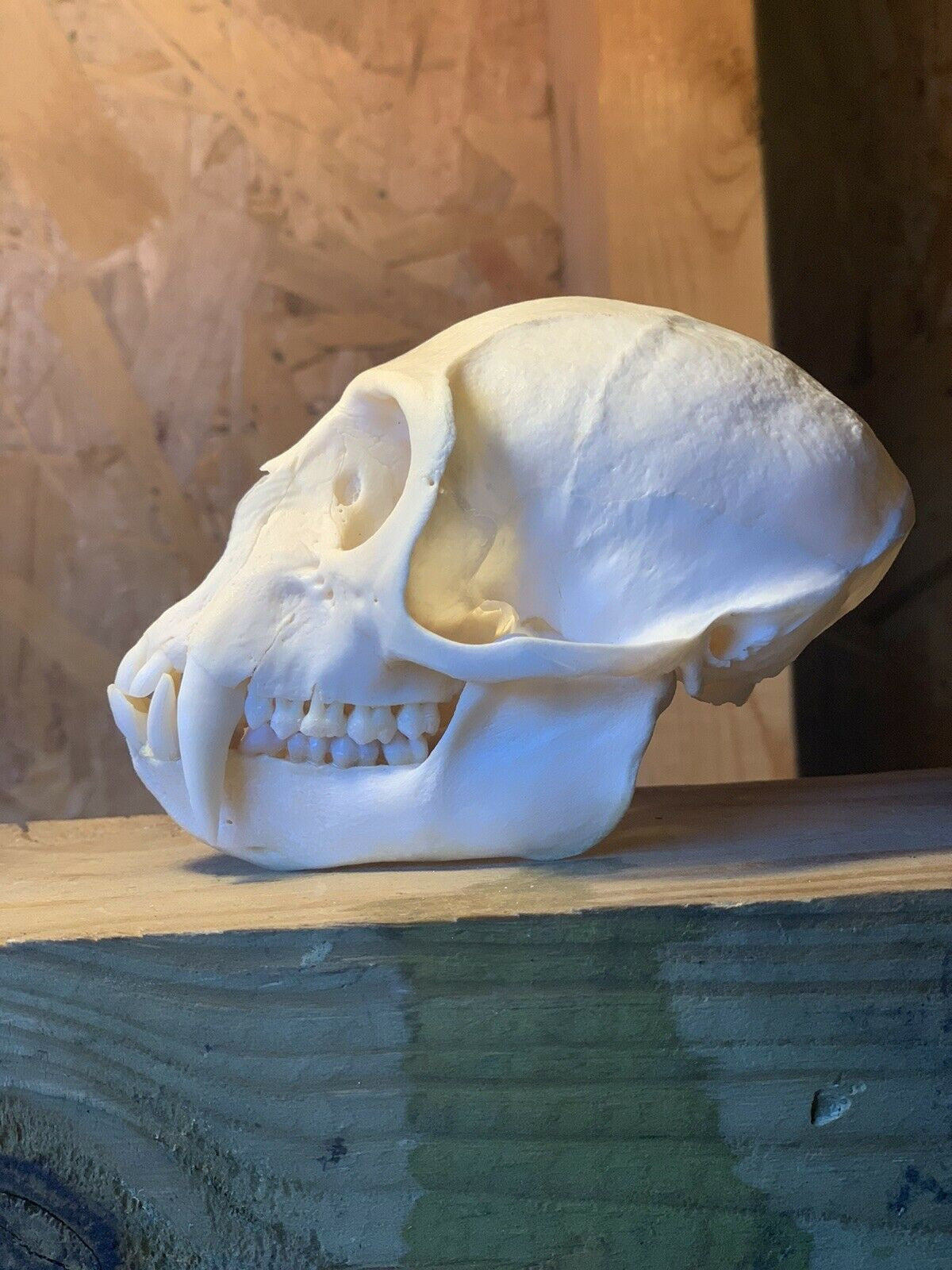 Real Male Vervet Monkey Skull Taxidermy Oddity Curiosity Natural Primate