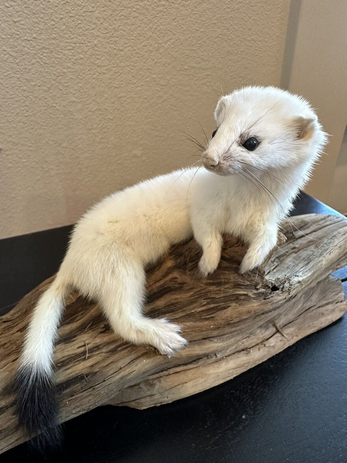 Beautiful Adorable Weasel Ermine Small Animal Taxidermy Mount Art Wildlife