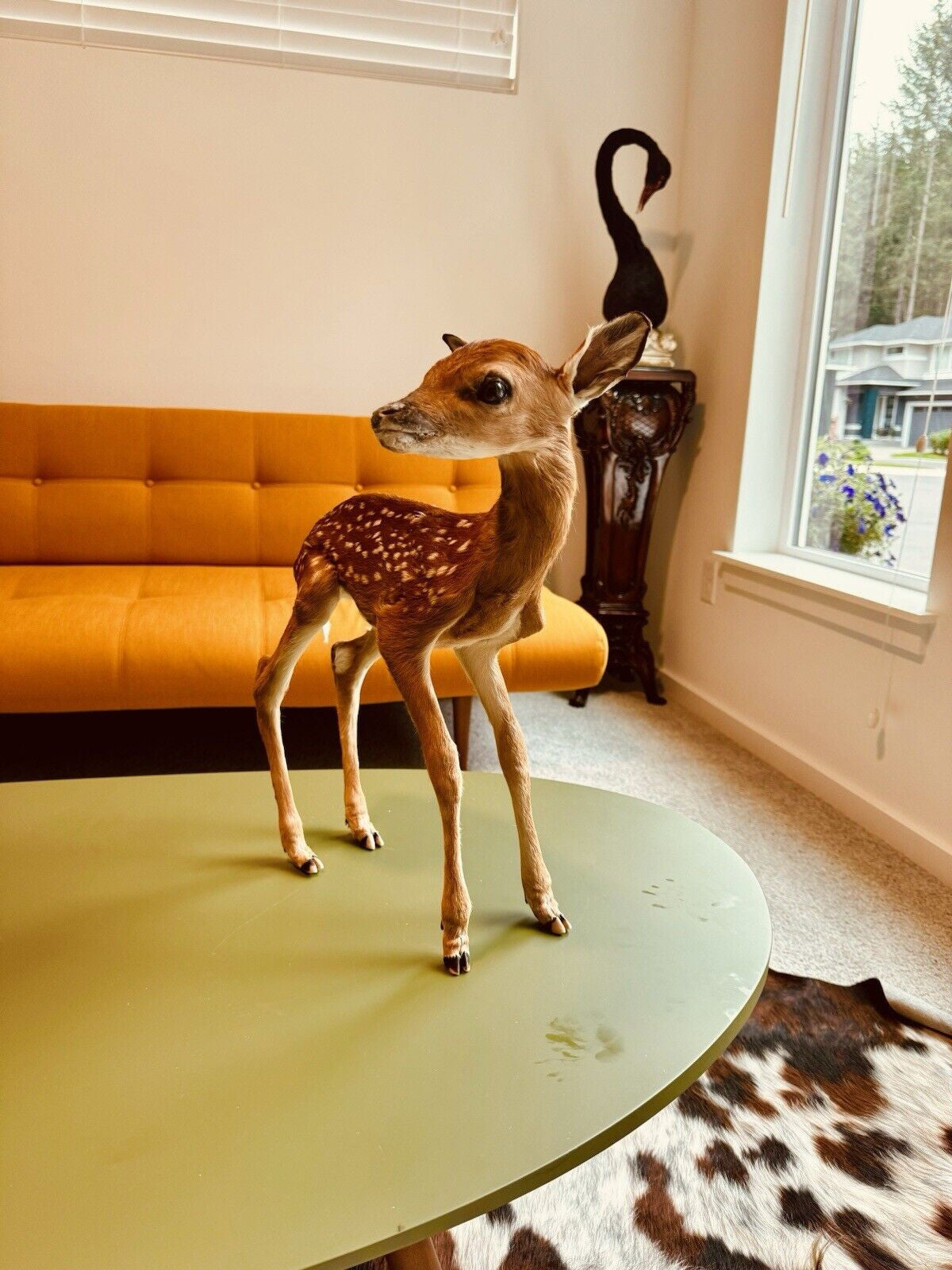 Museum Quality Real Deer Fawn Taxidermy Mount (Odocoileus virginianus)