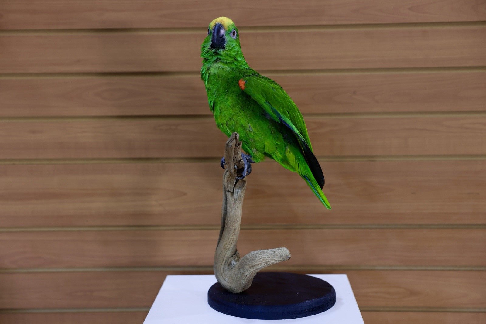 FH107-Yellow-crowned amazon Parrot Taxidermy Mount