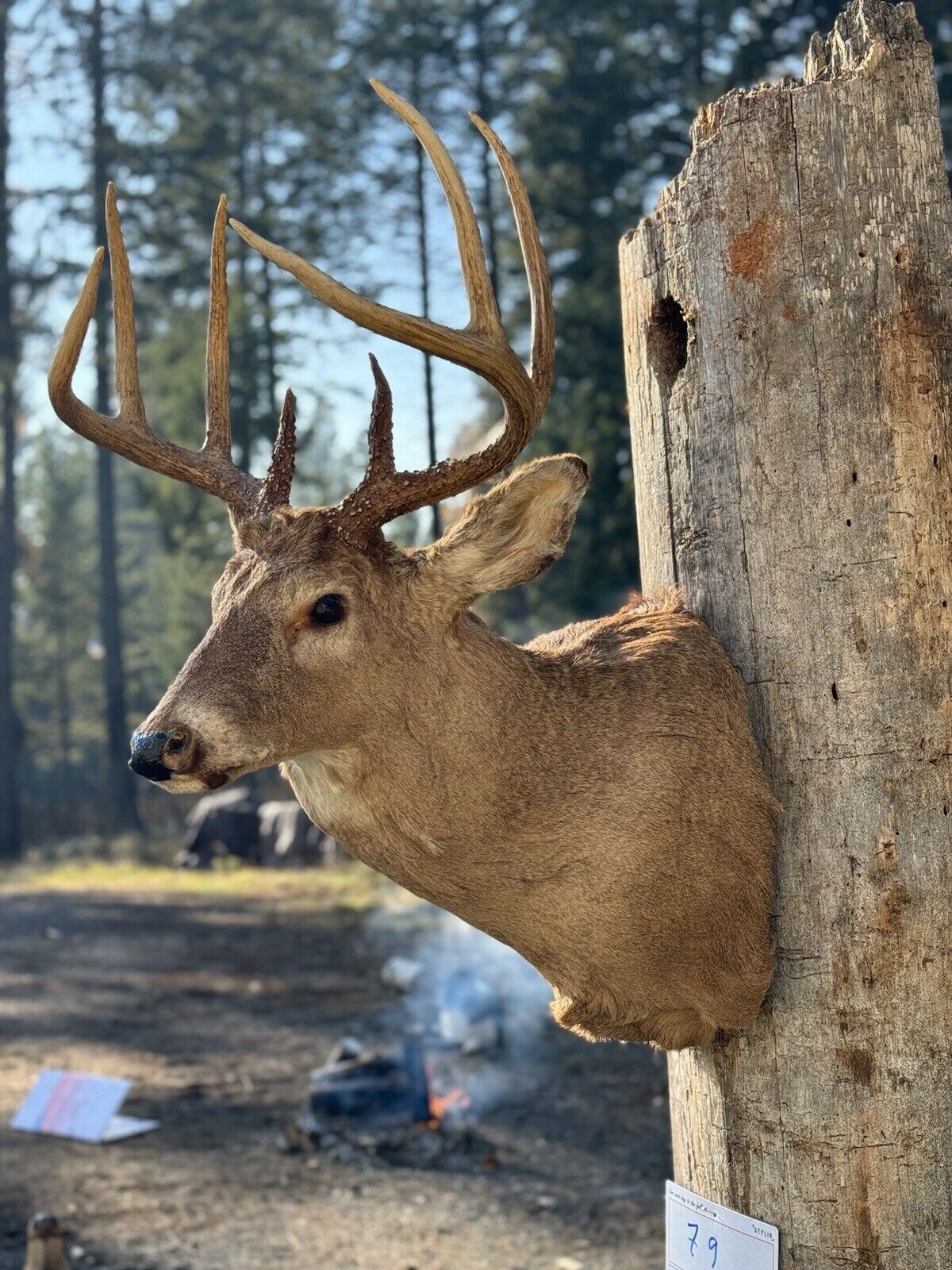 Whitetail Deer Real Antler Deer Taxidermy Mount