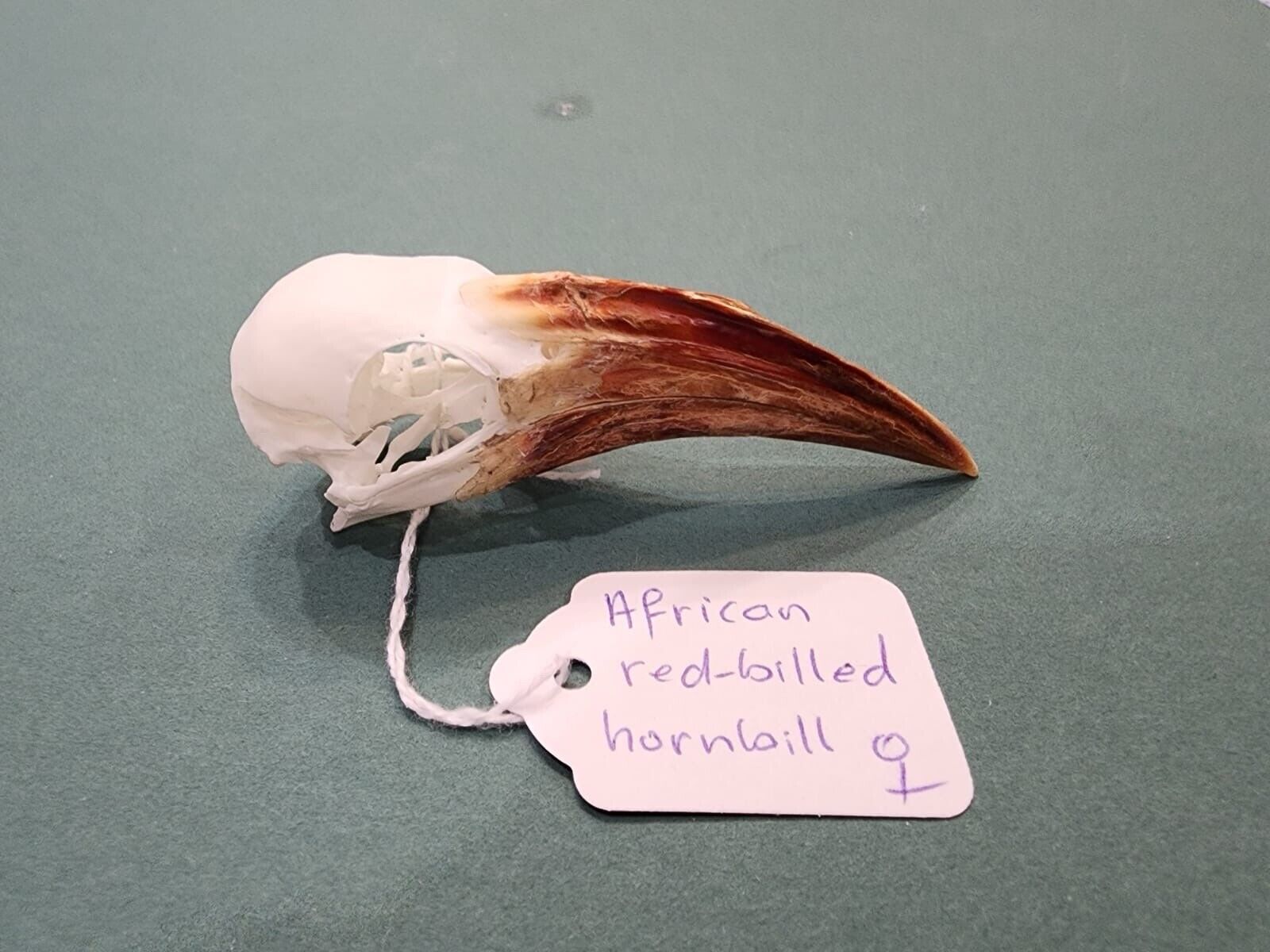 Real African Red-billed Hornbill Bird Skull Taxidermy Sk22