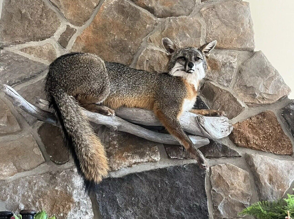 FHWA1212 - Grey Fox Taxidermy Full Body Mount Cabin Camp Man Cave Home Decor NEW