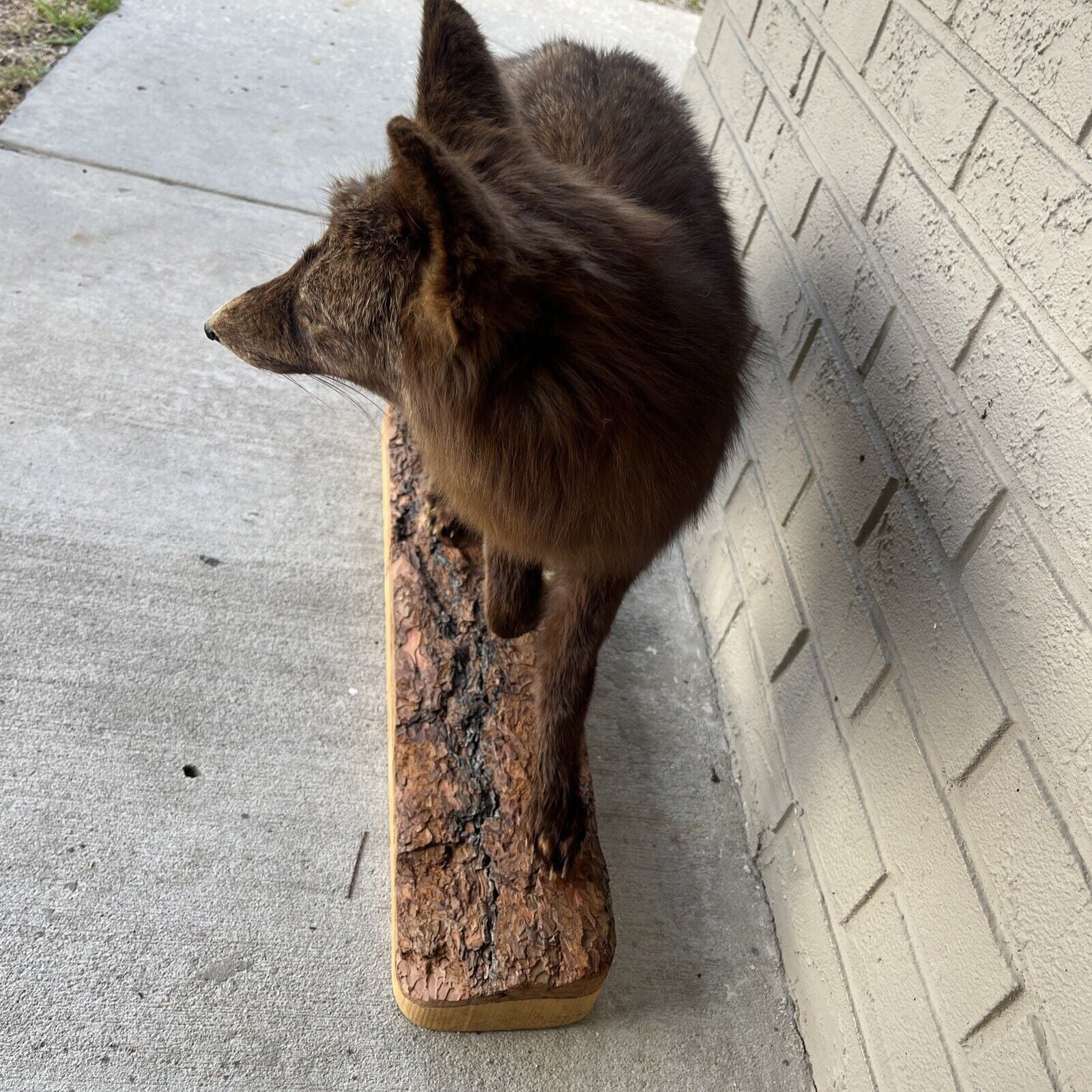 FH183-Taxidermy Red Fox (Full Body) On Pine Log