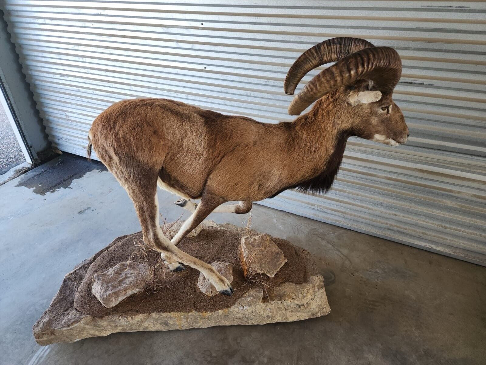 FH138-Red Sheep Full Body Taxidermy Mount Beautiful Running Pose