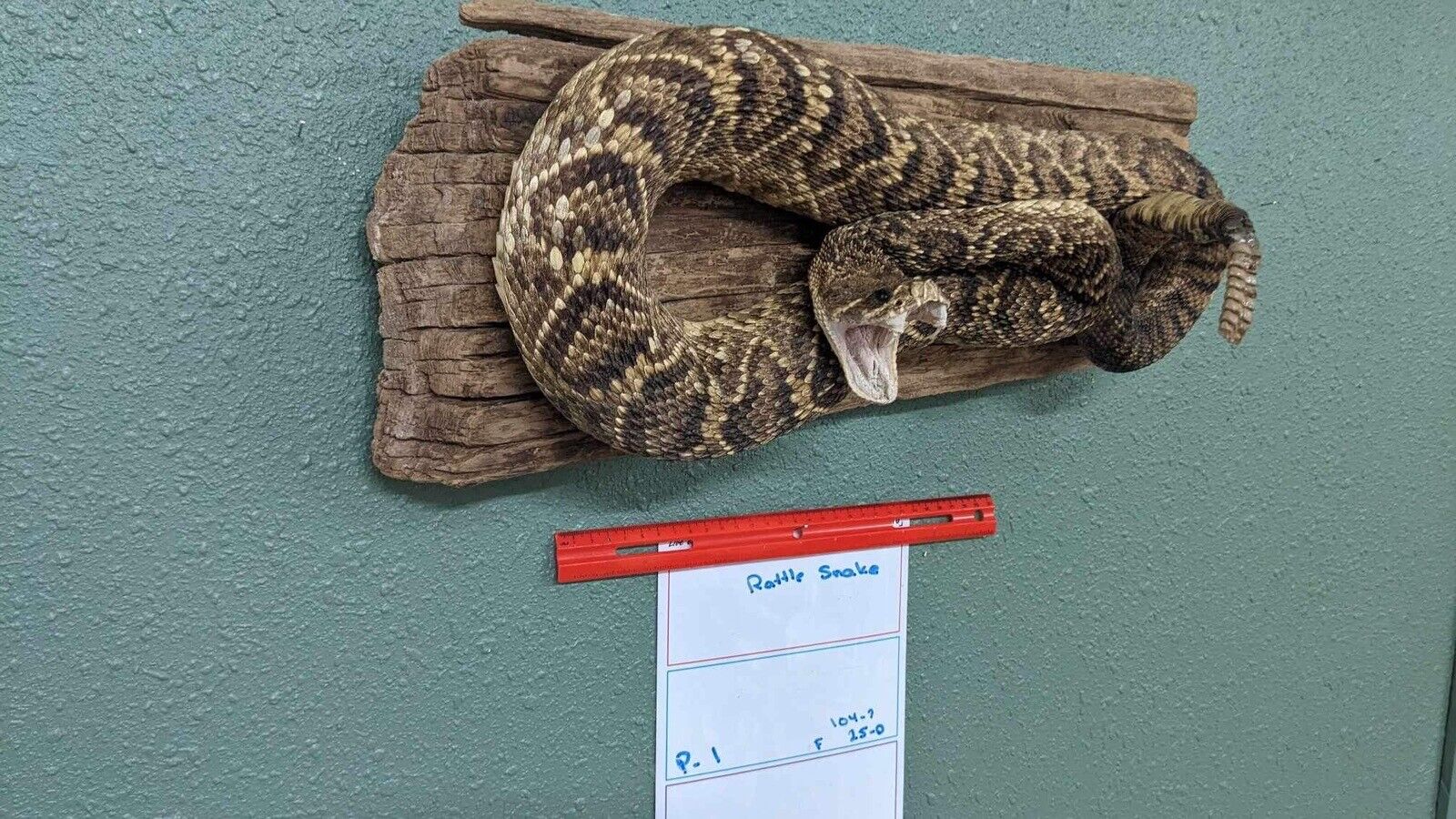 Real Massive Rattle Snake Taxidermy Mount