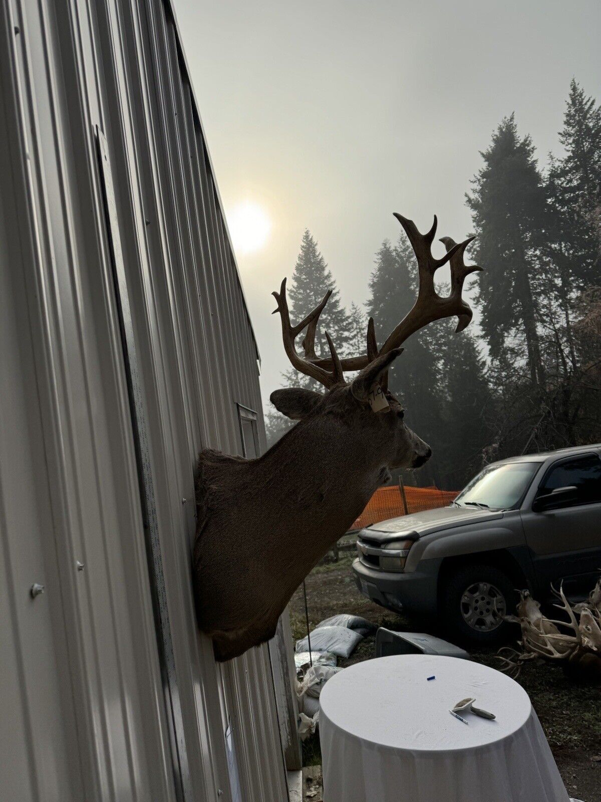 Whitetail Deer Real Antler Deer Taxidermy Mount
