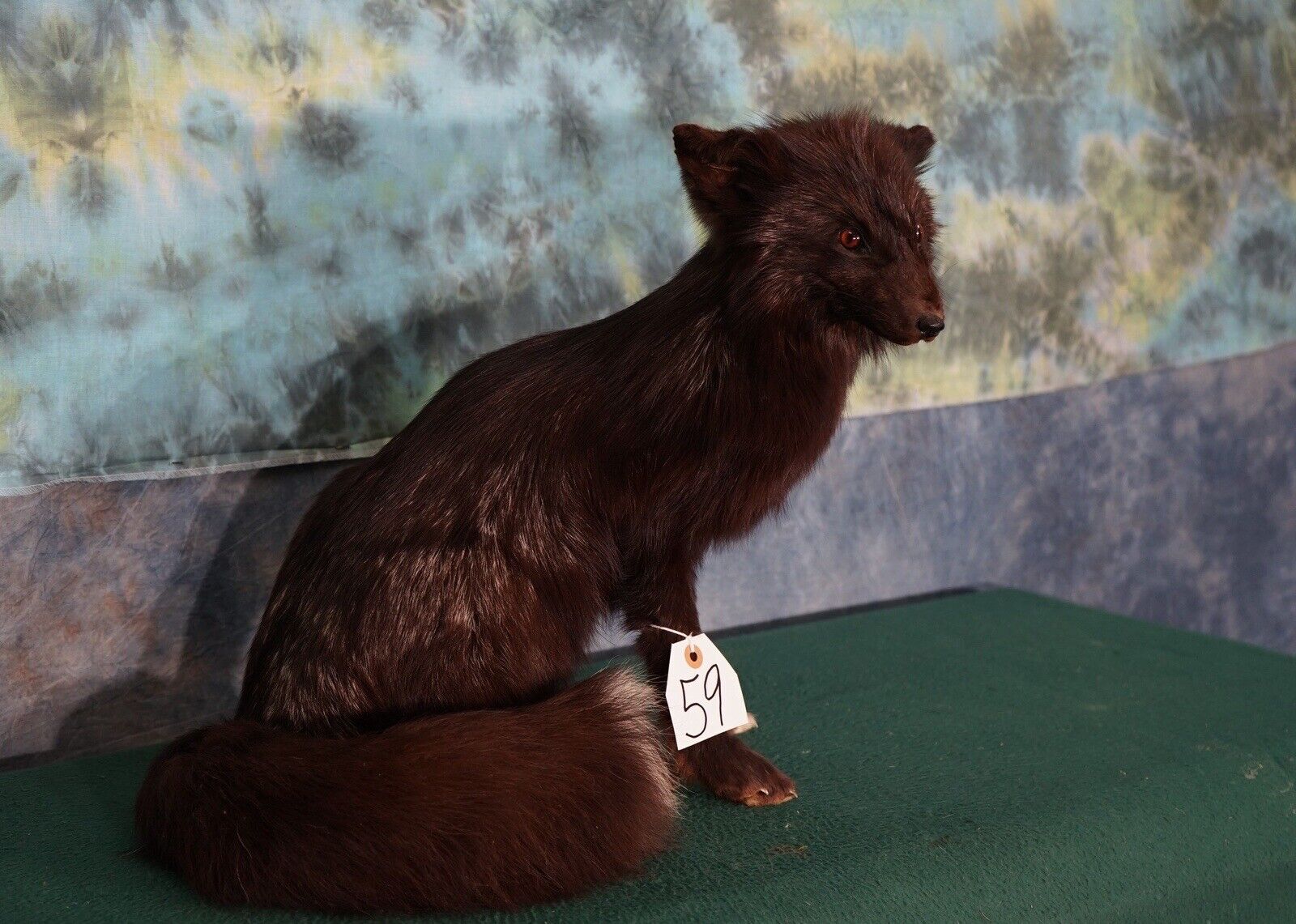 FH123-Beautiful Artic Dark Silver Fox Taxidermy Life Size Mount full body fluffy real