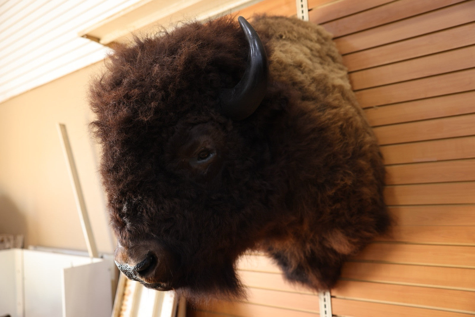 FH101-Gorgeous Massive Mounted Buffalo / Bison Taxidermy Head