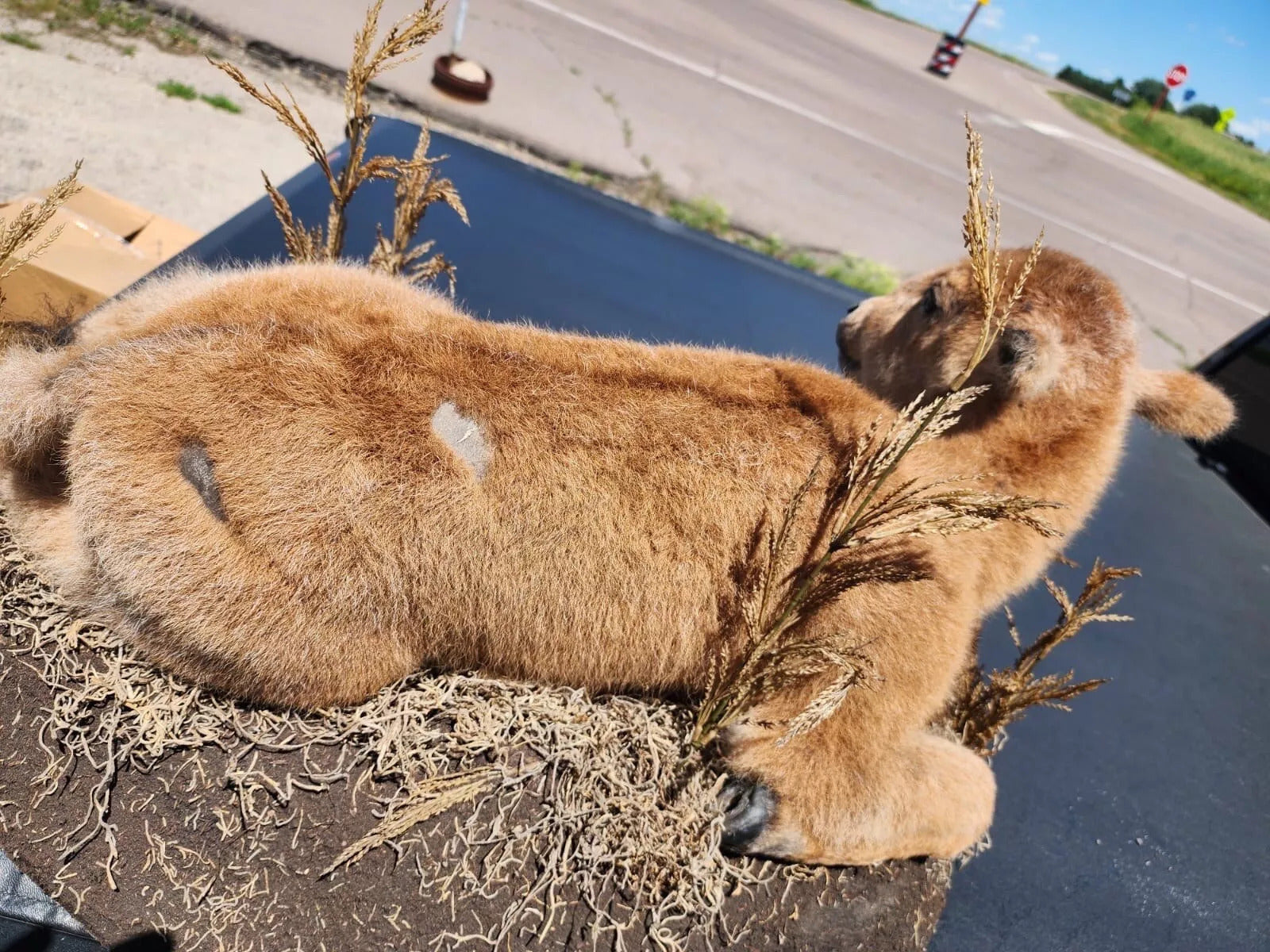FH162-Real Baby Buffalo / Bison Taxidermy Mount New