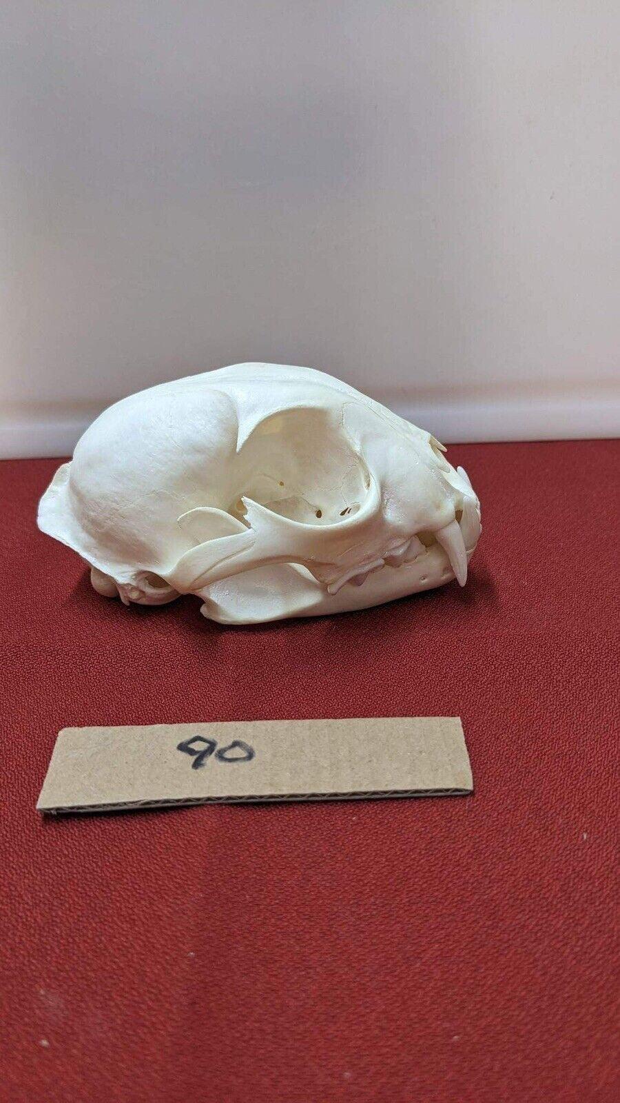 Real XL Alaskan Lynx Skull Animal Mounts Christmas Gifts Man Cave Decor Craft