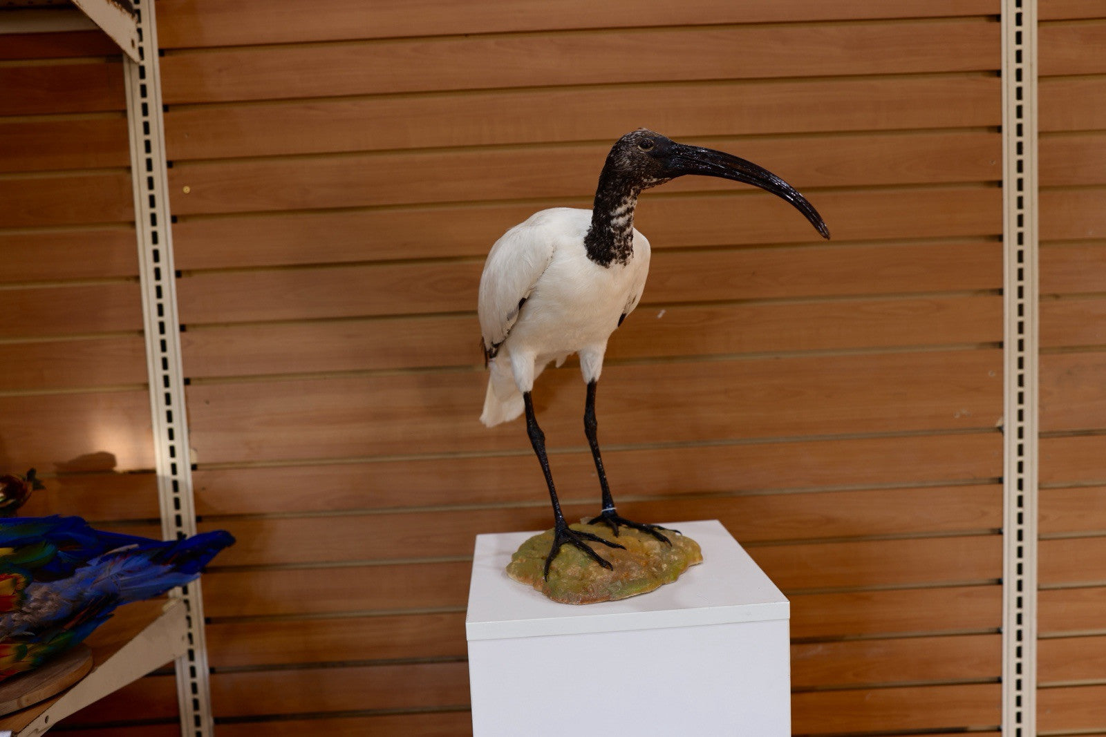 FH106-Museum Quality African Sacred Ibis Taxidermy Mount
