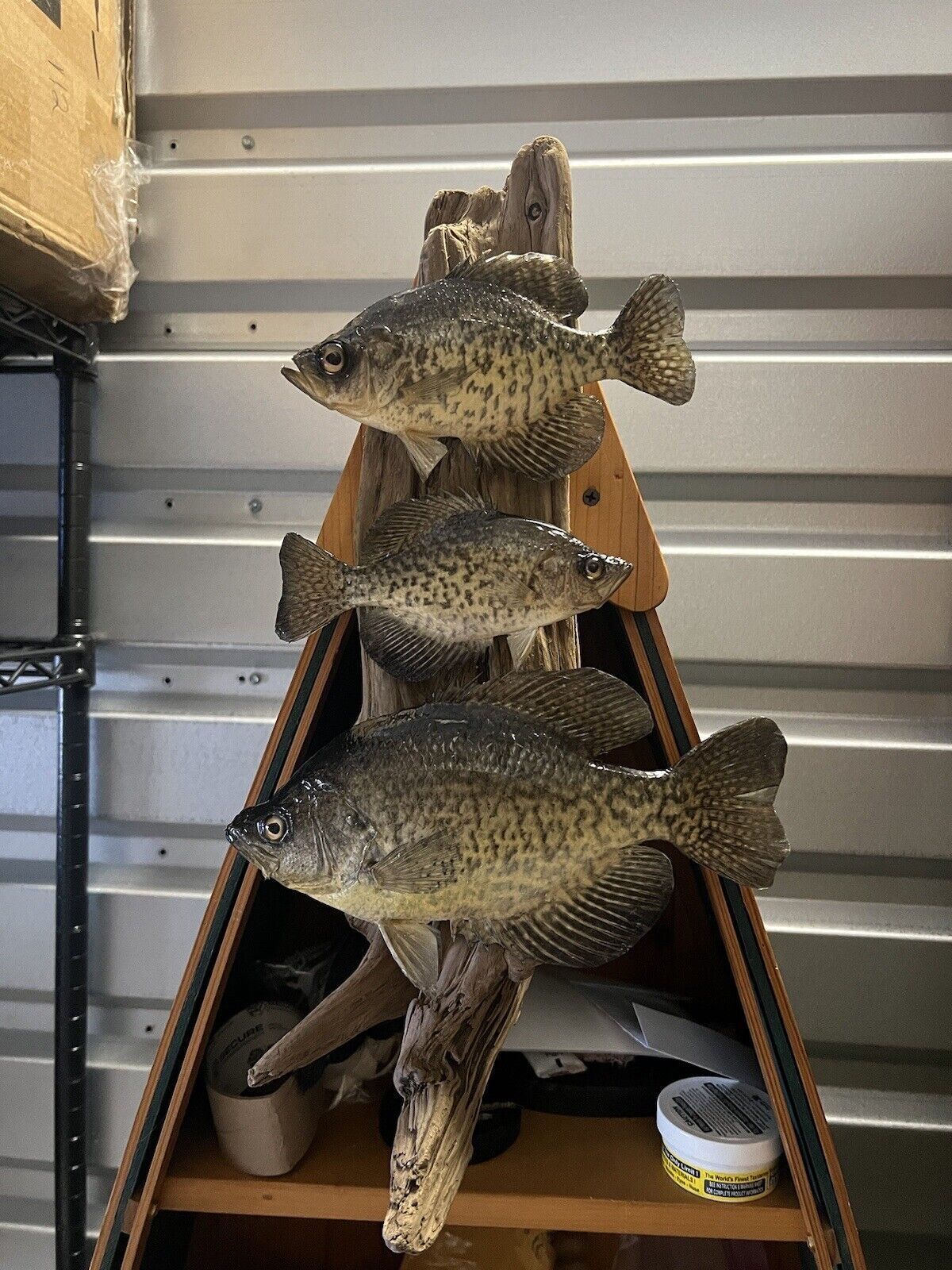 Beautiful Sunfish Crappie Perch Fish Taxidermy Wall Mount Art Wildlife