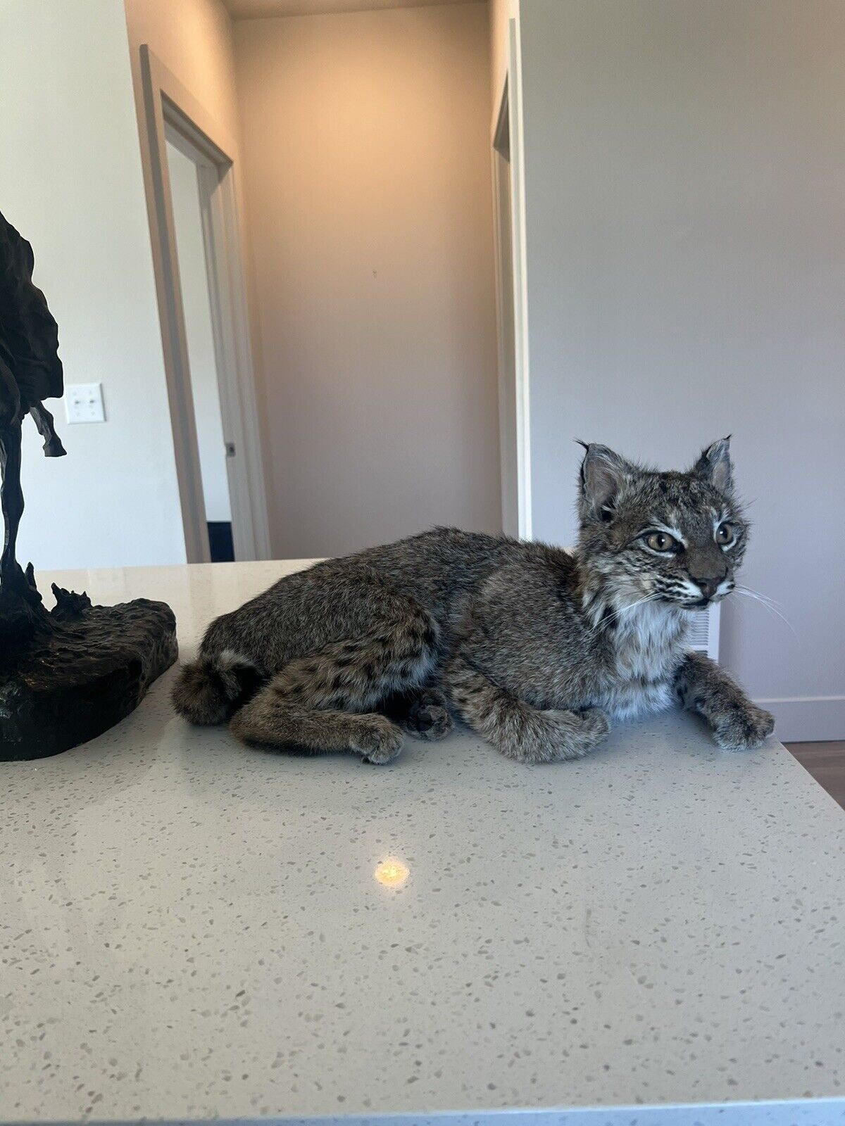 beautiful Juvenile real bobcat taxidermy mount museum quality